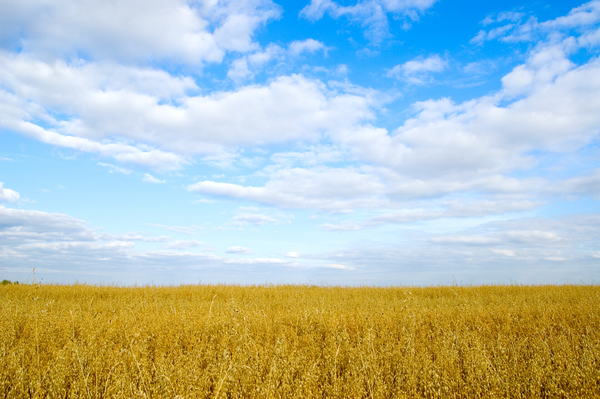 蓝色背景下的麦田秋日