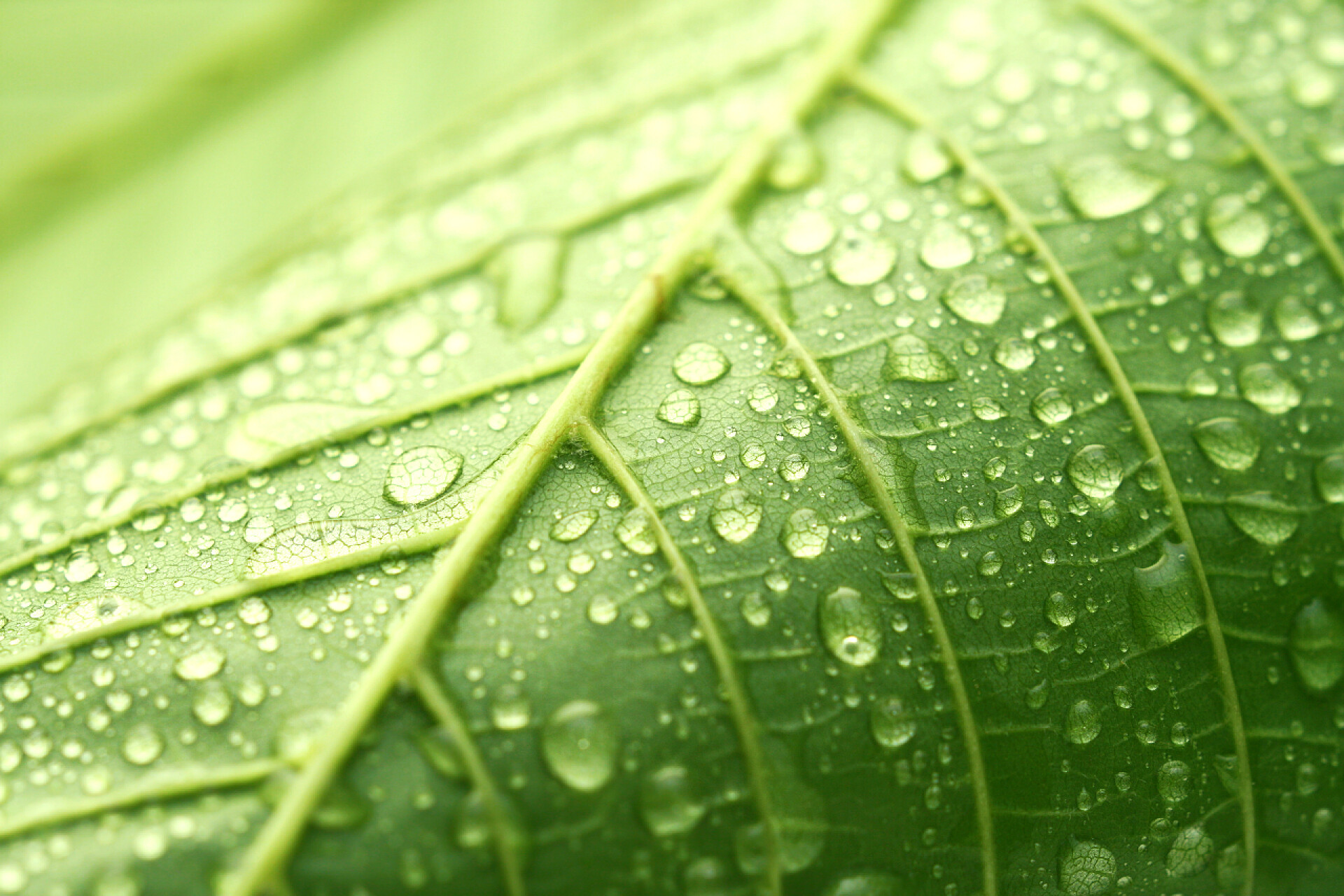 绿叶和水滴作杀菌