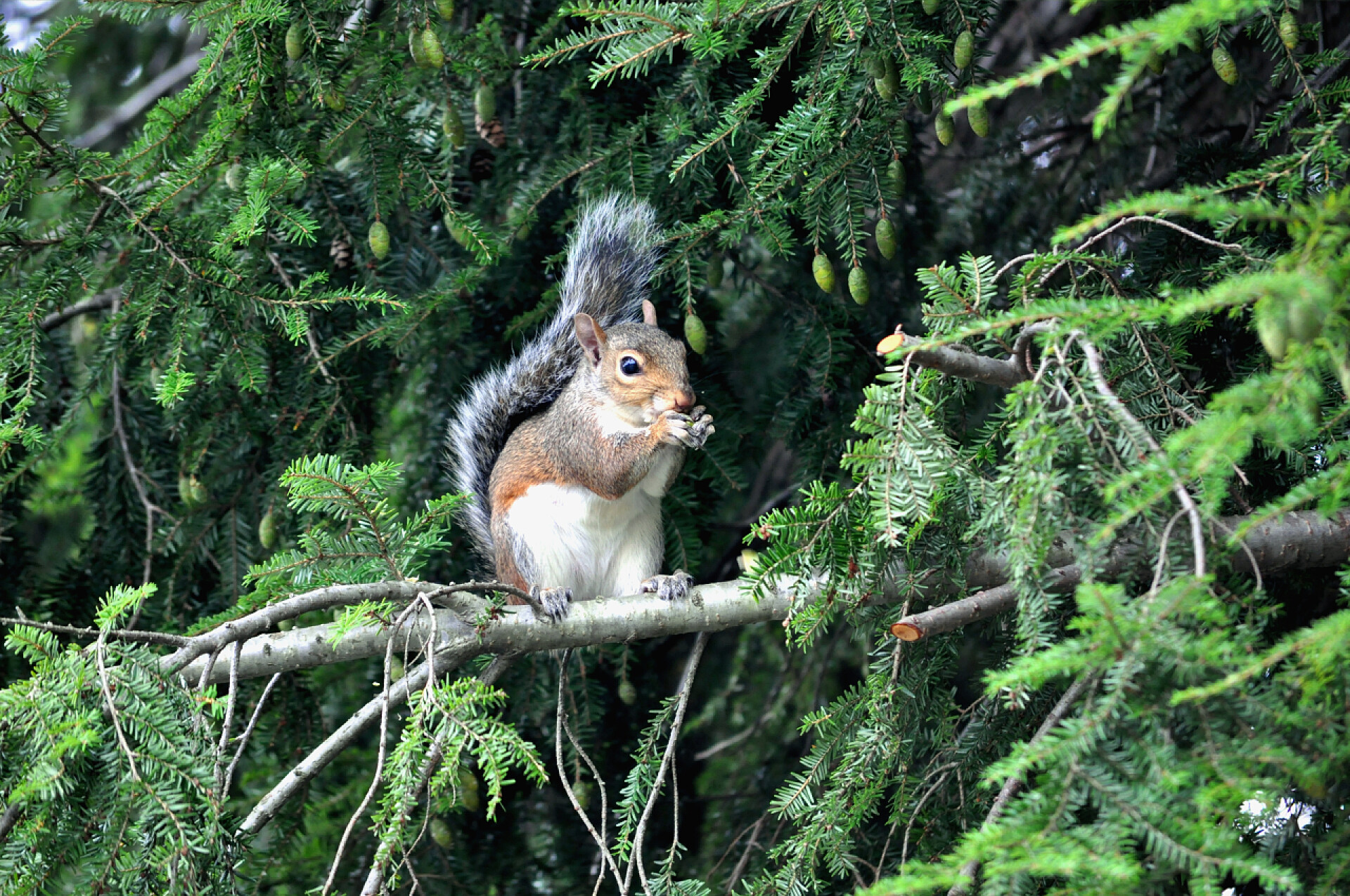 一只站在树枝上吃着坚果的小松鼠松鼠