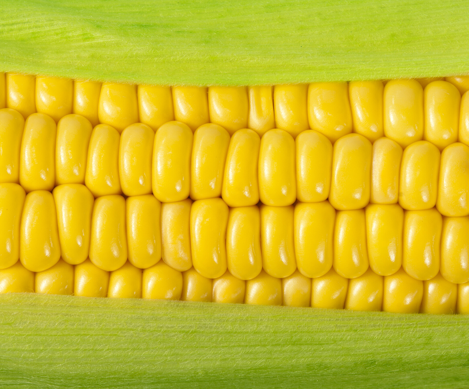 特写玉米粒被绿色的玉米皮包裹着玉米芯上有成熟的玉米