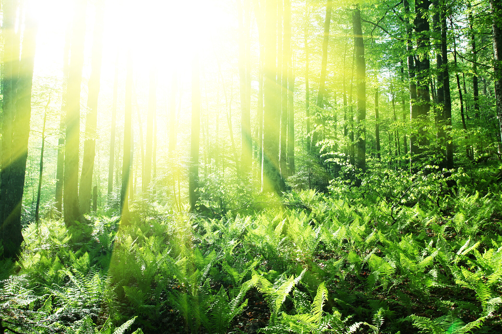 在森林里阳光穿过树叶照进大地春林