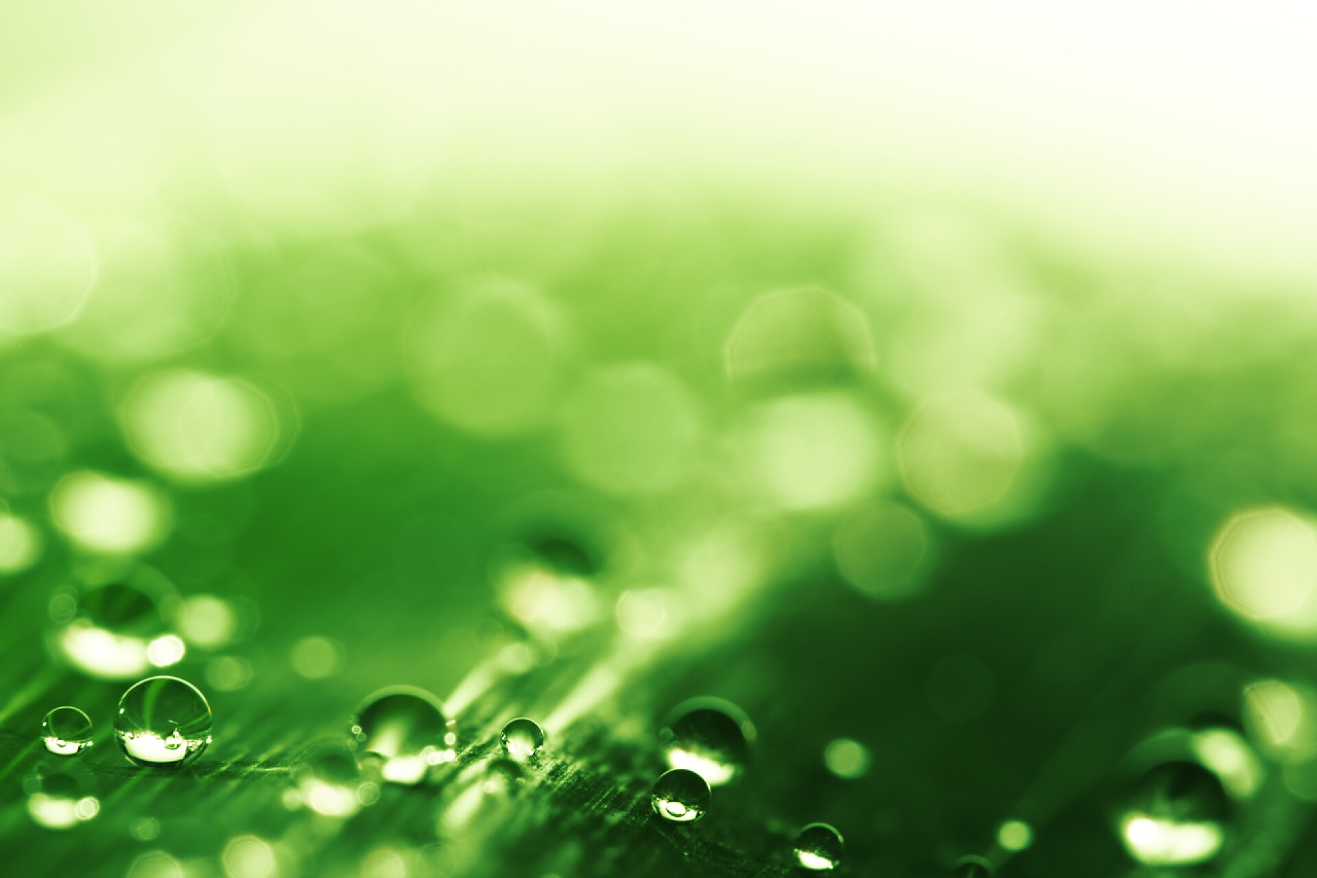 绿色叶片上有几滴新鲜露珠