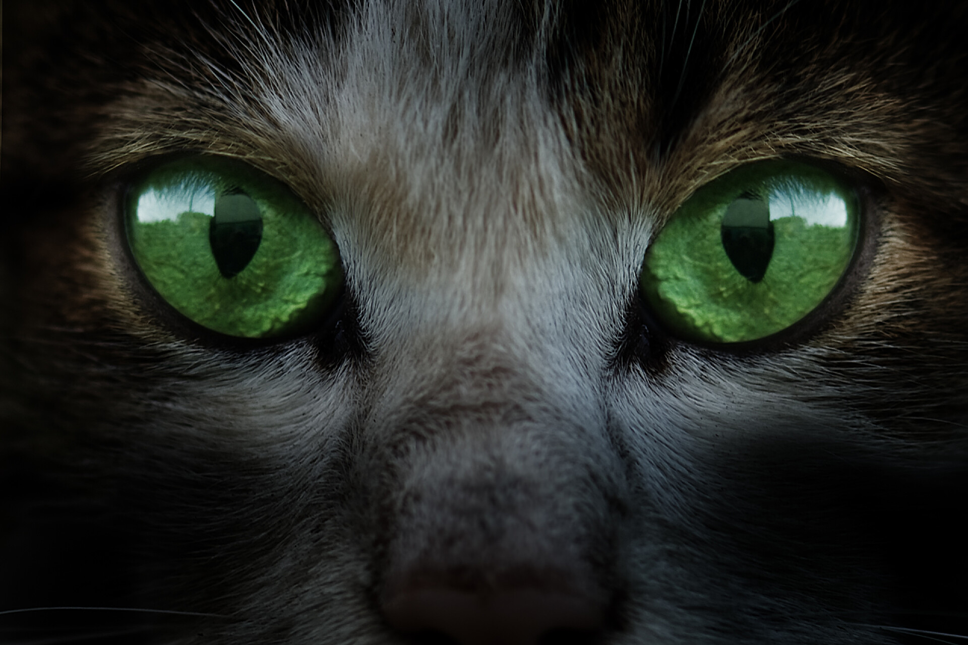 绿色眼睛的猫眼睛