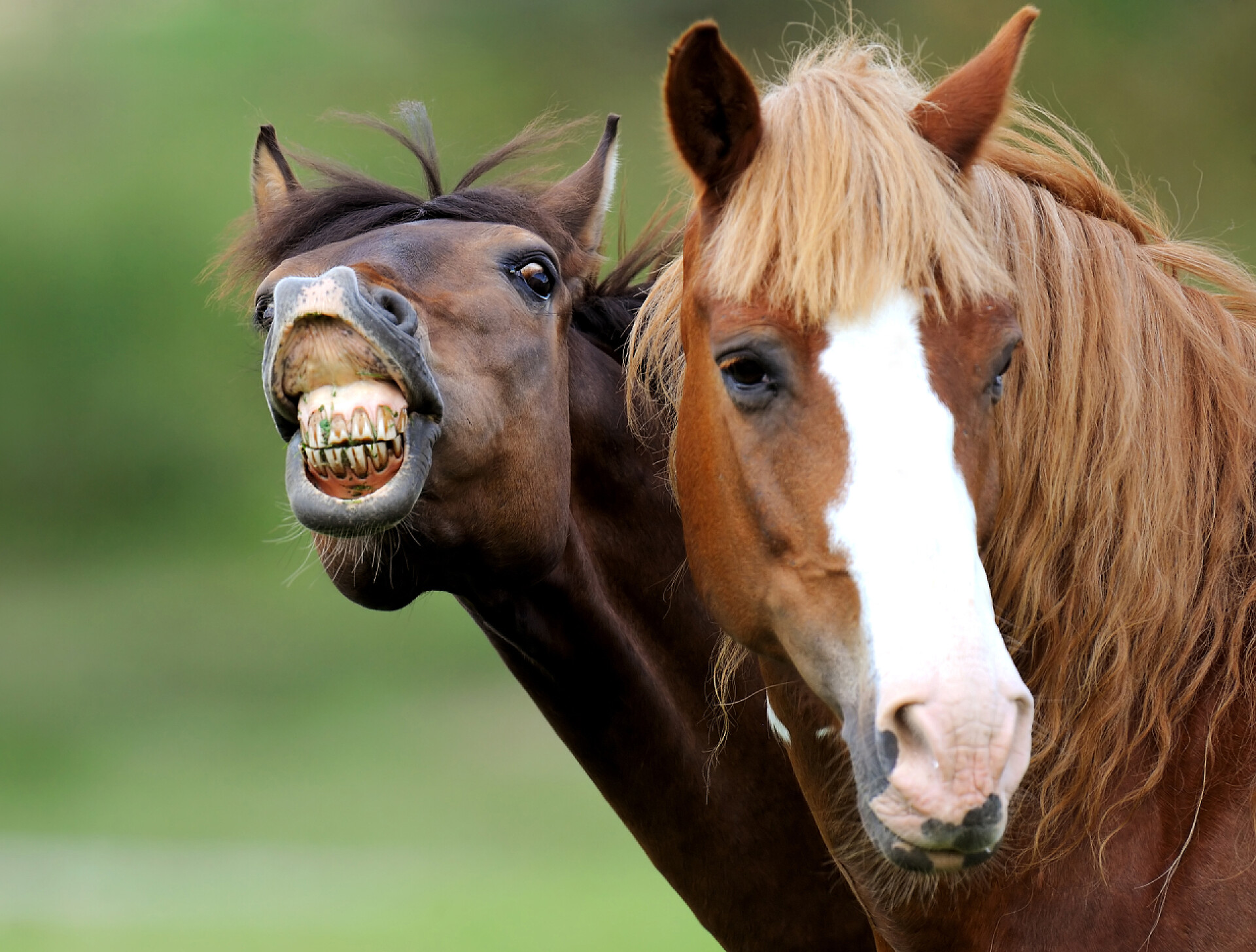 模糊背景上的两匹马马的肖像