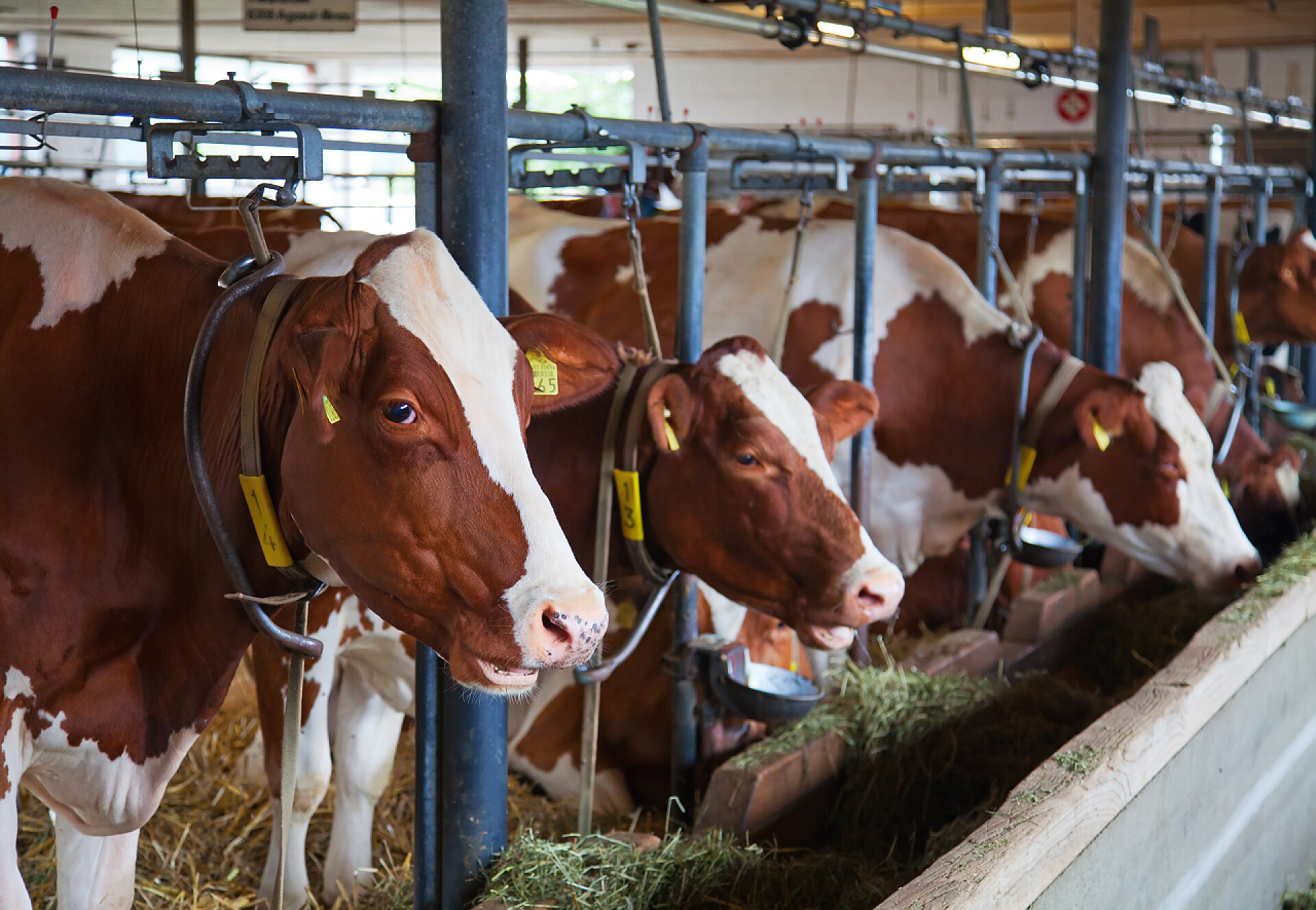 在牛棚中的白黄色的牛现代瑞士奶牛场