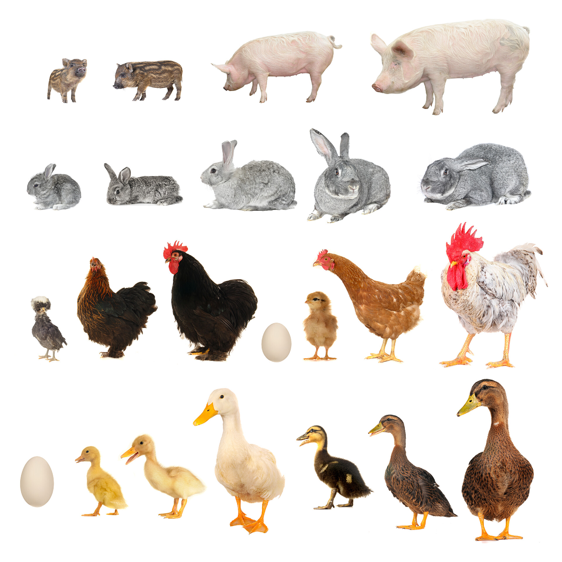 白色背景上不同动物的发展历史动物