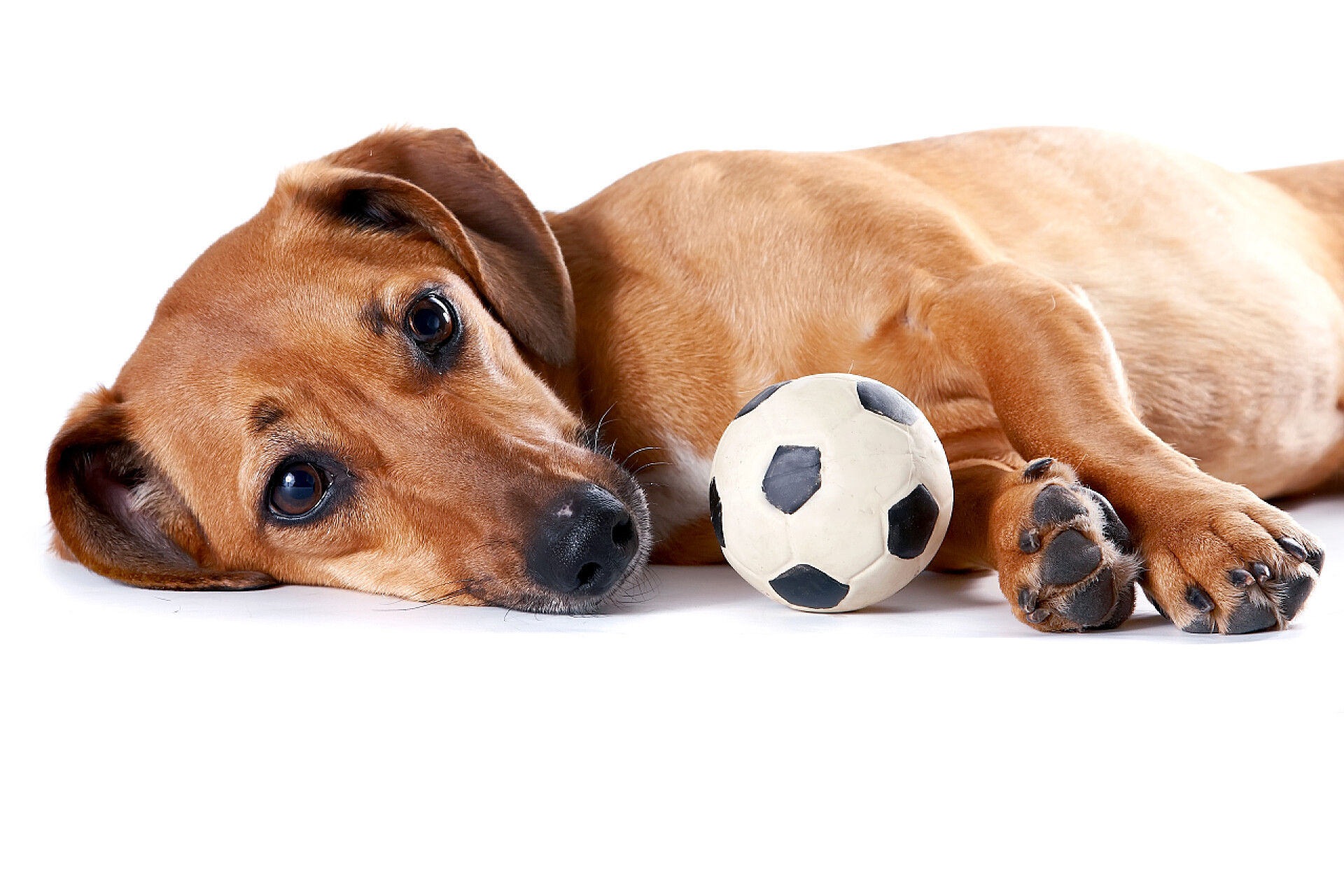 躺在白色背景上的腊肠狗特写红球与五脏六腑谎言