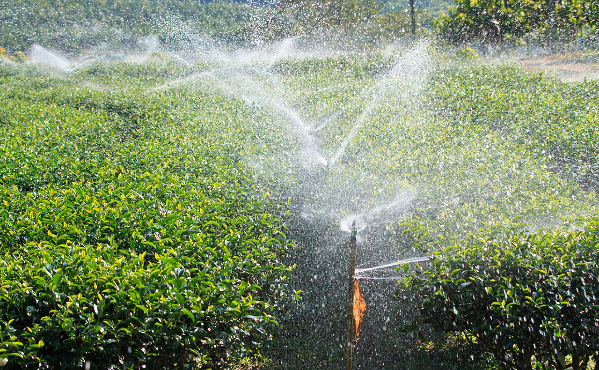 茶园里灌溉系统在浇水茶花园里浇水