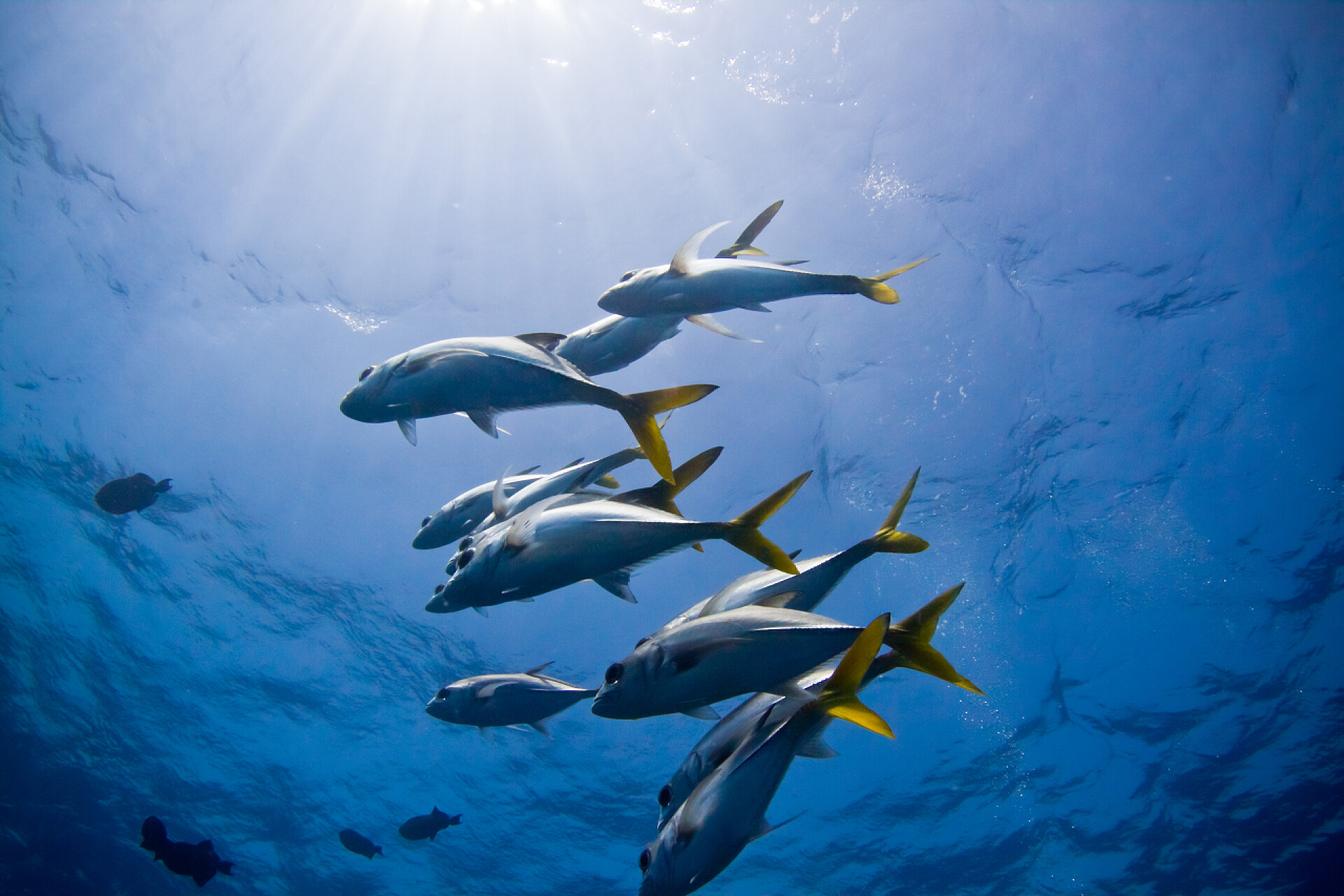 伯利兹海洋里的鲹鱼礁插孔