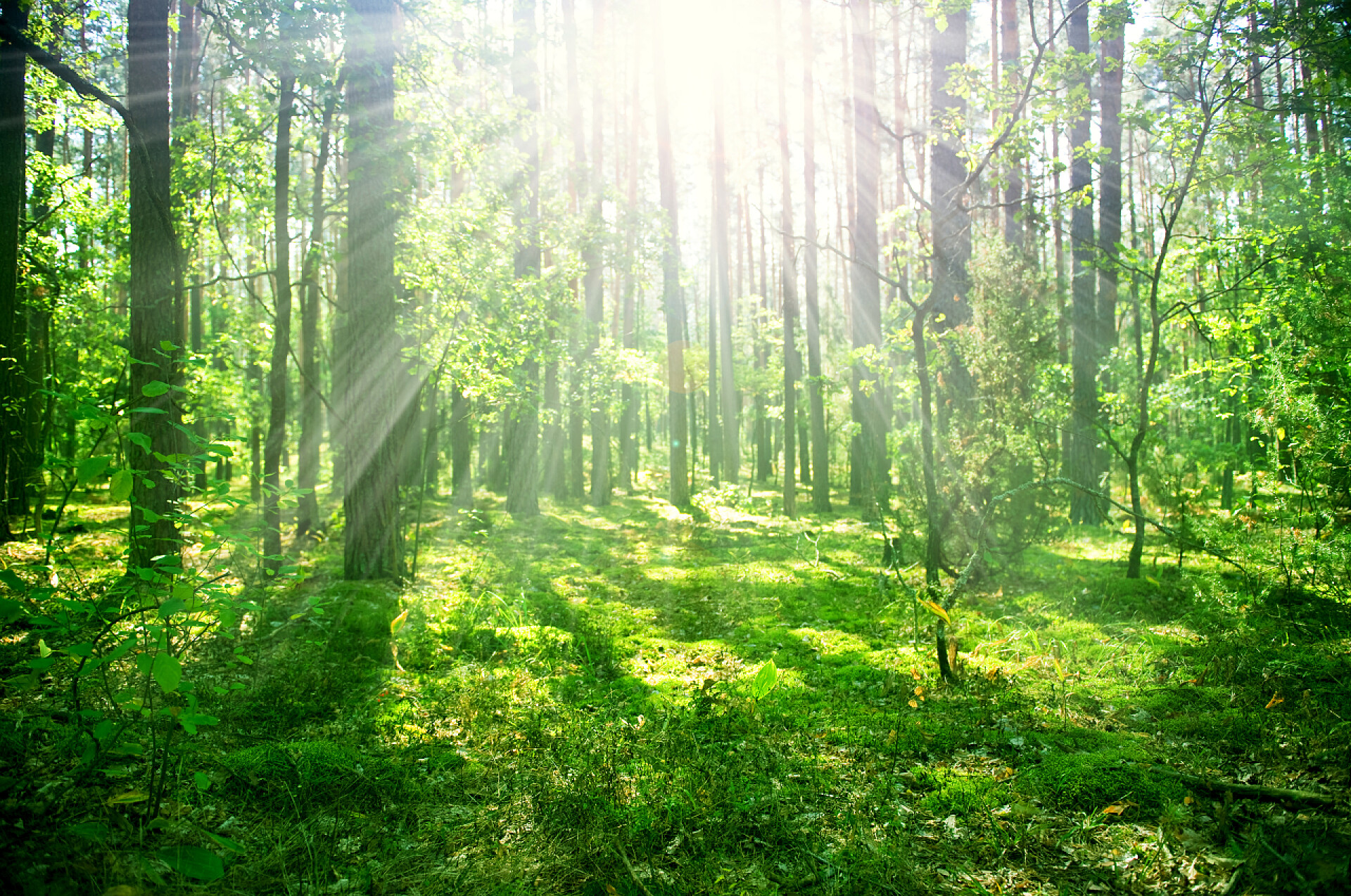 夏天晨光照进茂盛的森林朦胧的老森林