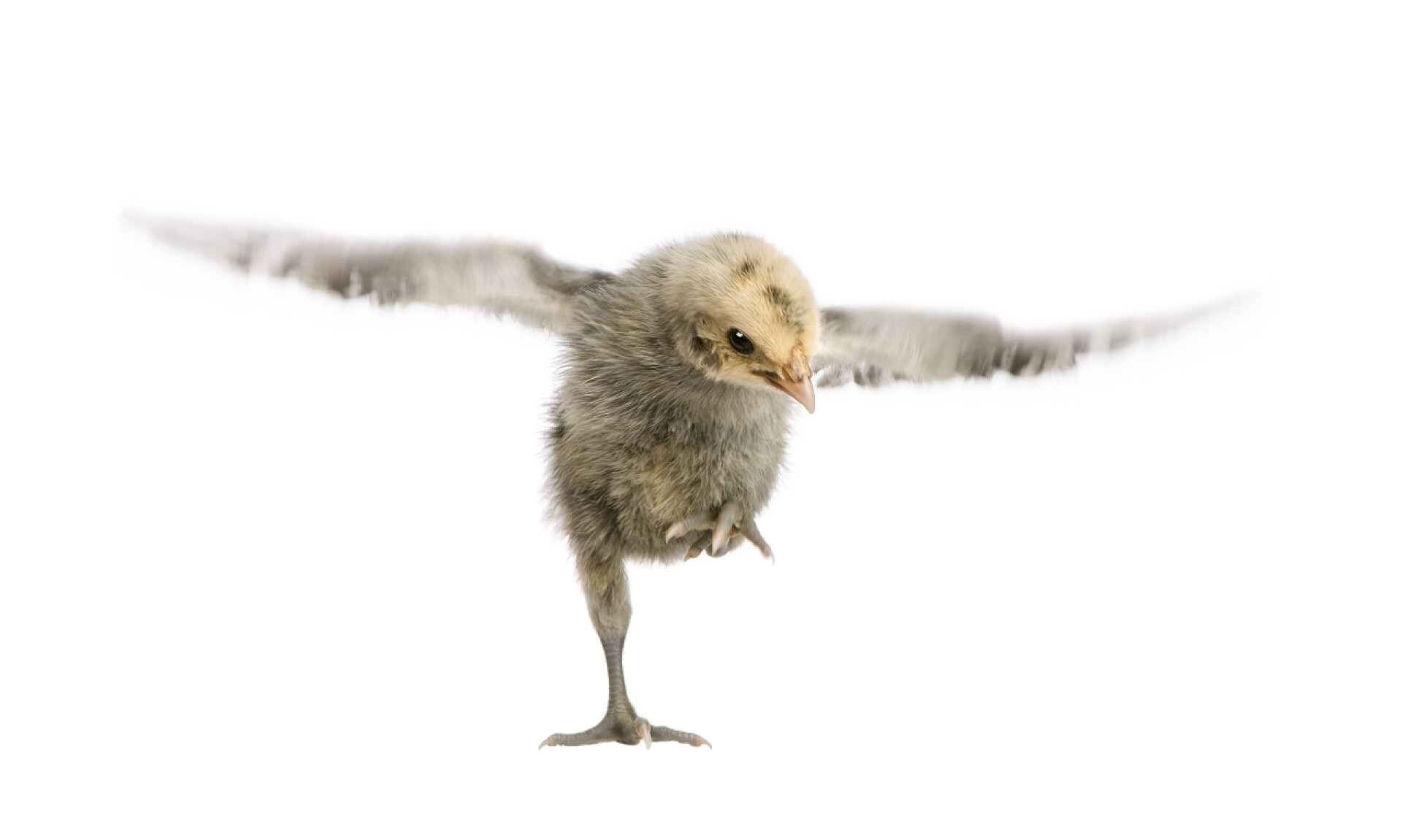 白色背景一只老汉堡鸡展开翅膀的特写汉堡鸡，8 天老