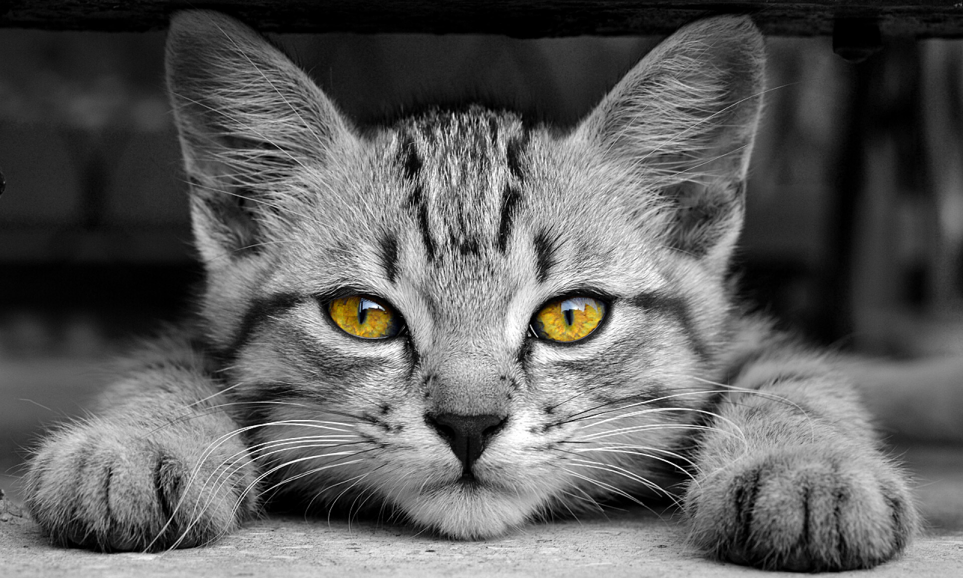 可爱的猫咪躺着休息黑色与黄色