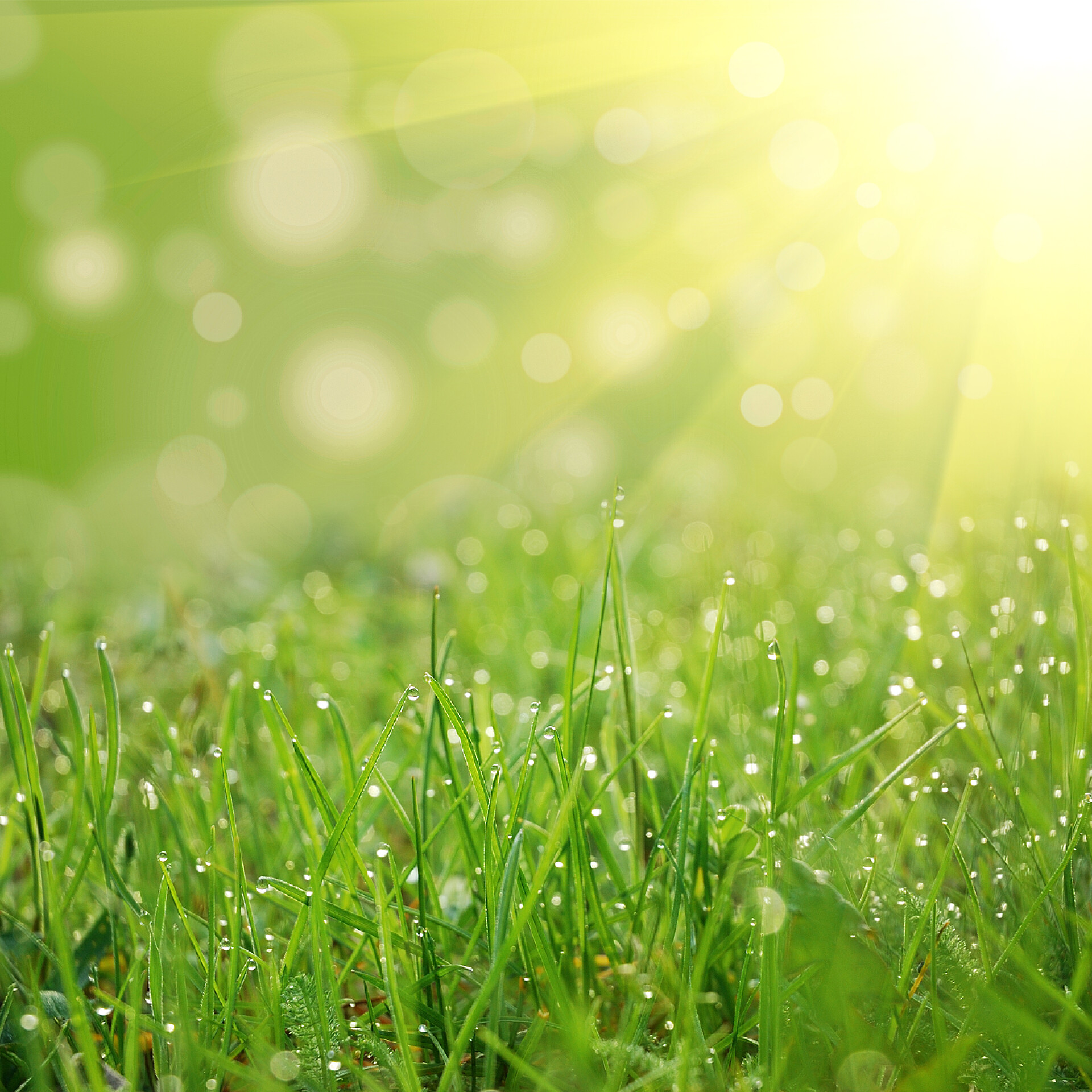 阳光照在满是露水的小草上绿色的领域