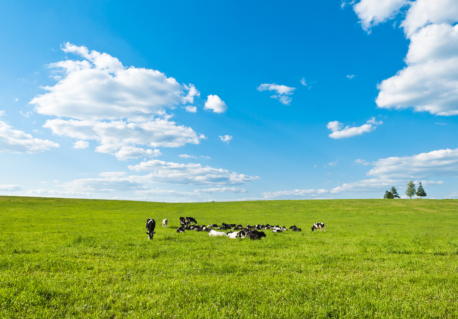 蓝天白云下奶牛在绿色的草地上吃草牛觅食
