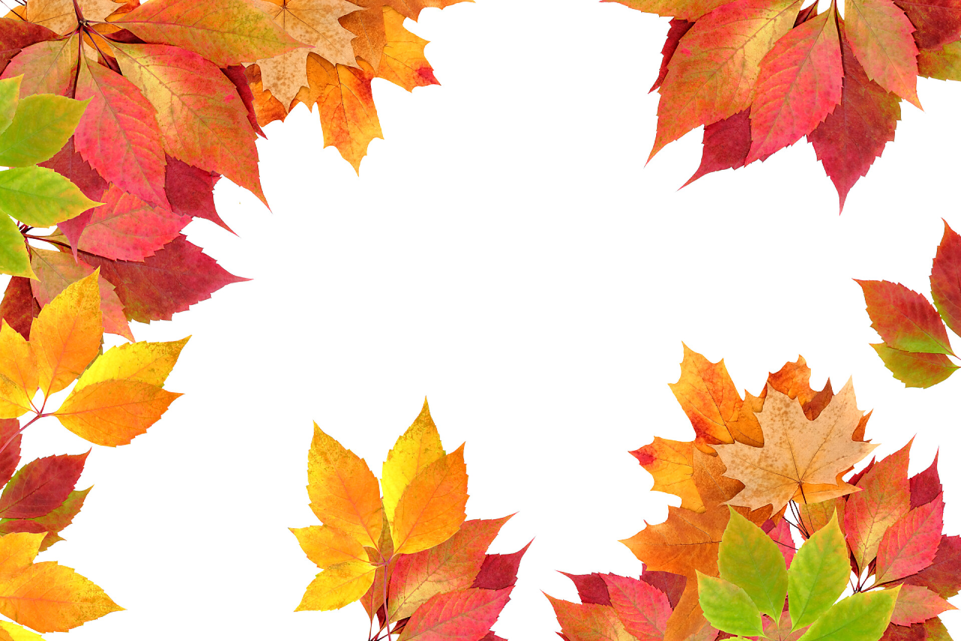 唯美秋季枫叶装饰秋叶