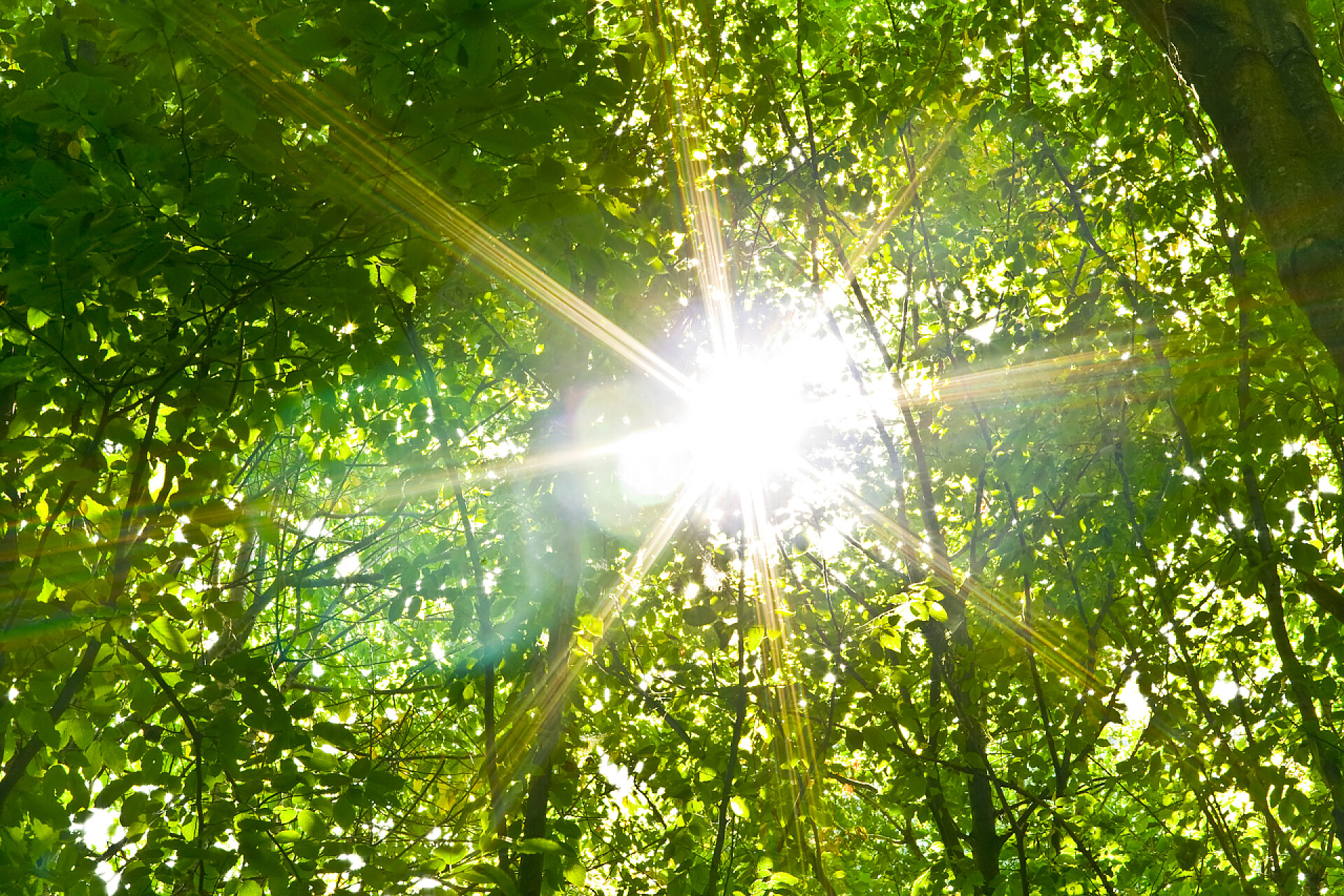 夏日绿林树上的阳光在树中的阳光