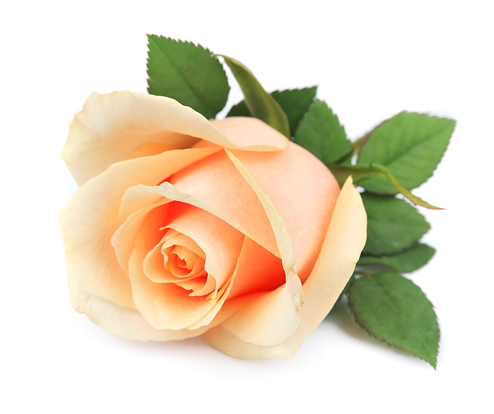 白色背景一支橙色玫瑰花美丽的橙色玫瑰