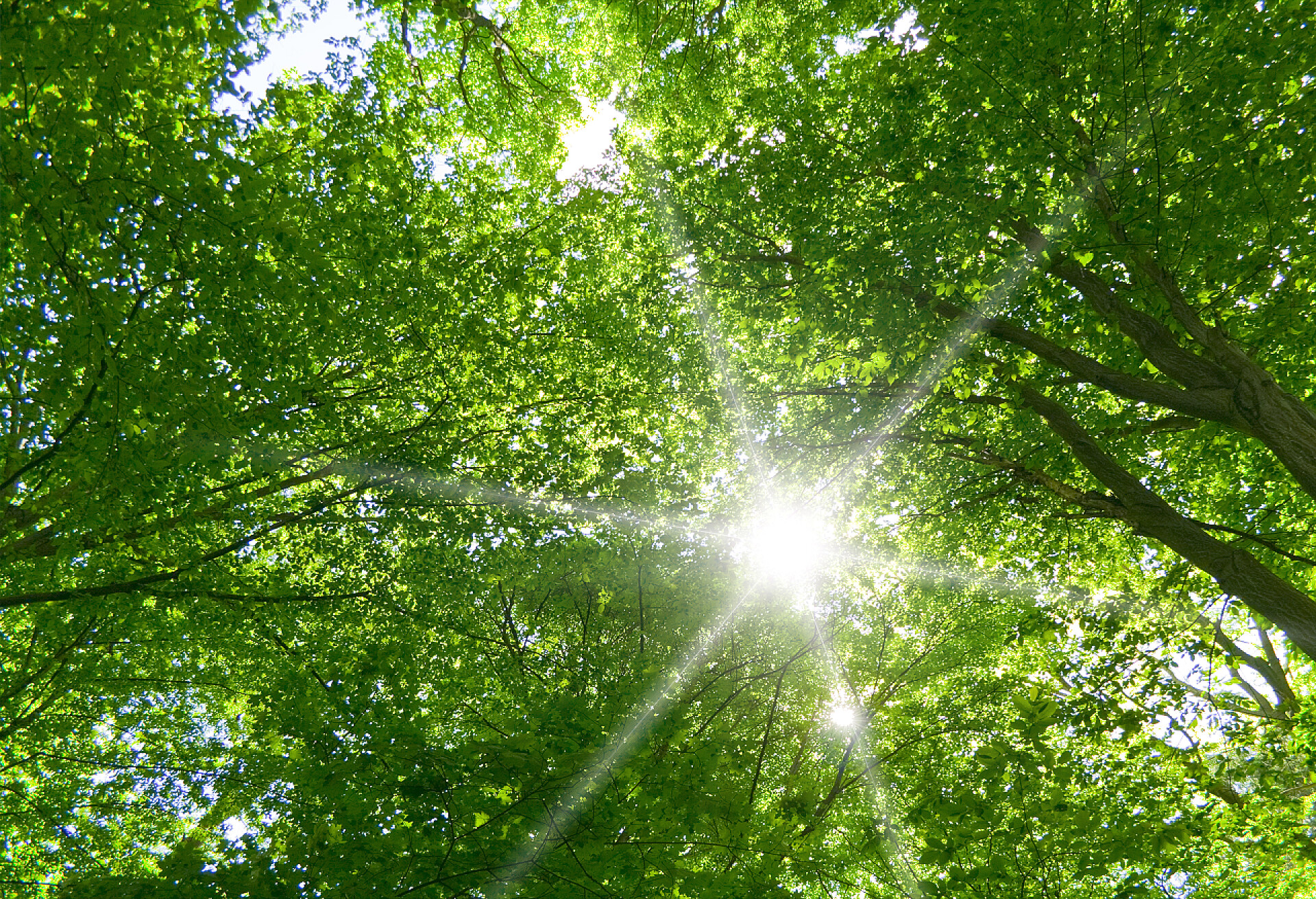 夏日绿林树上的阳光森林