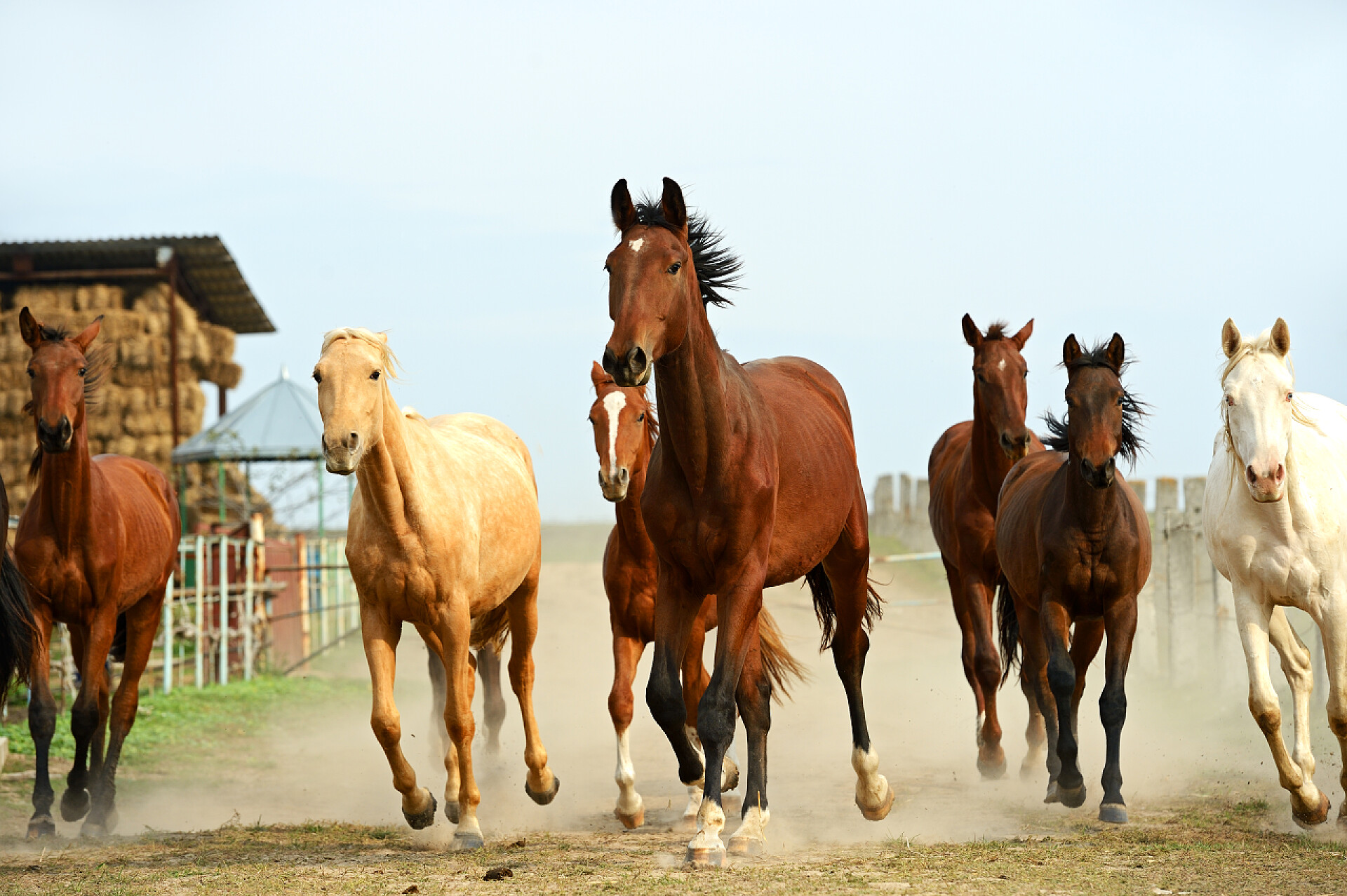 奔跑的马群奔马