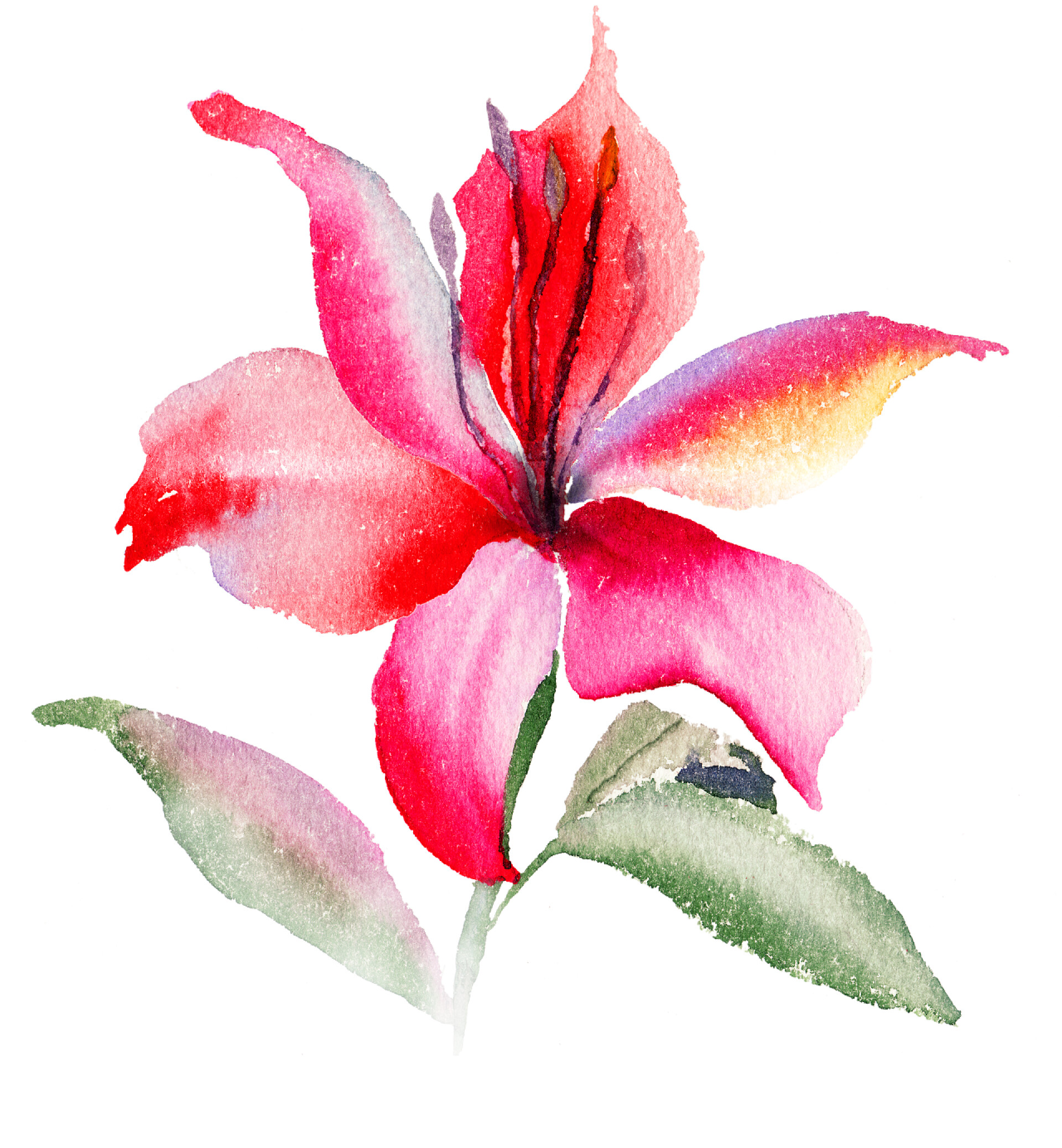 美丽百合鲜花水彩插画美丽百合鲜花