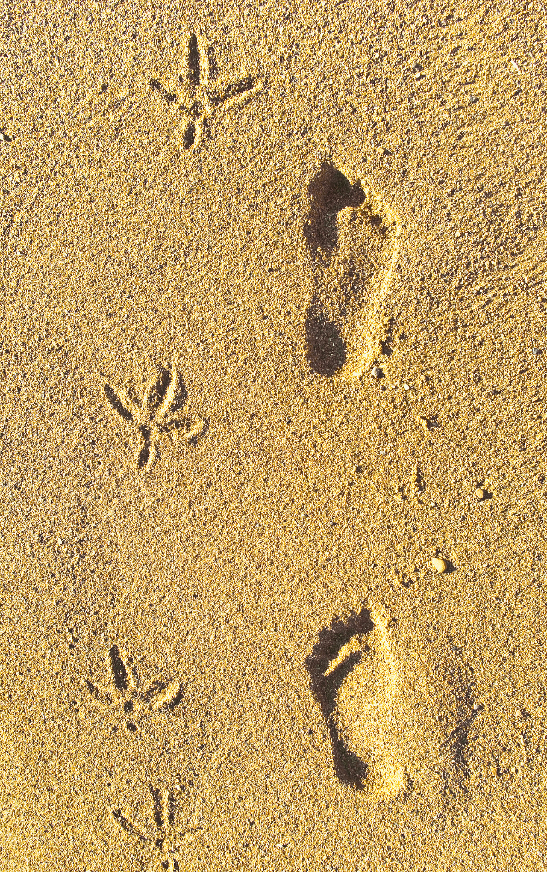 沙滩上的脚印旅伴