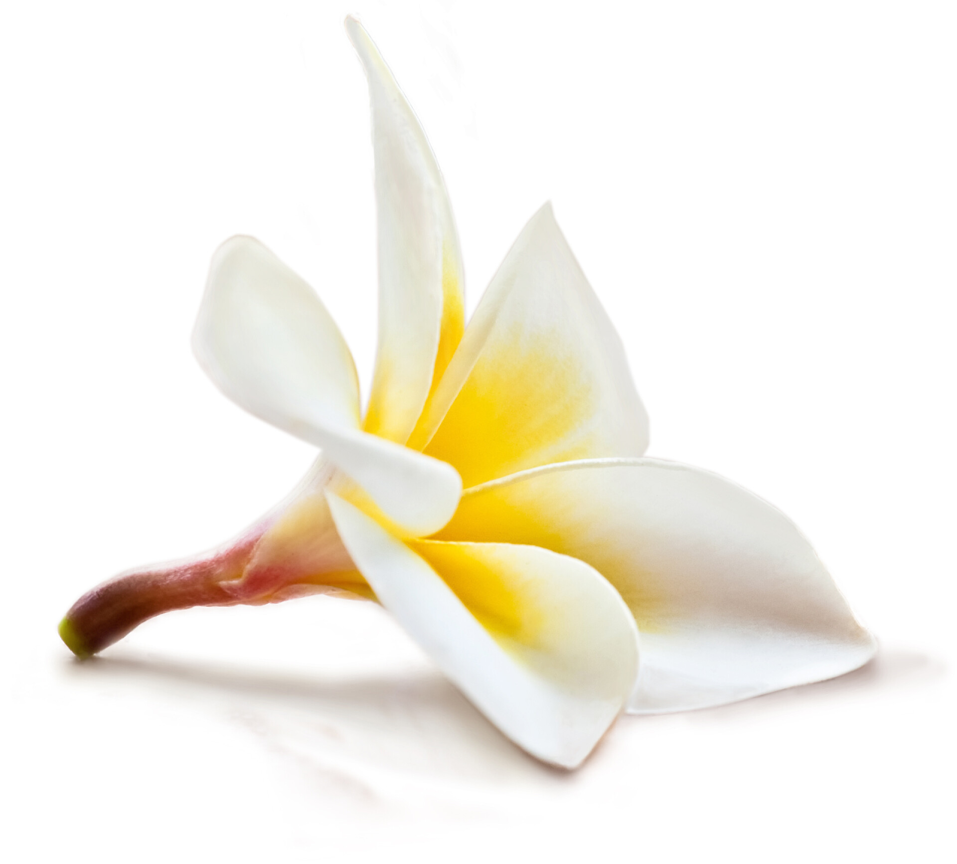 一朵盛开的玉兰花.孤立的玉兰花.