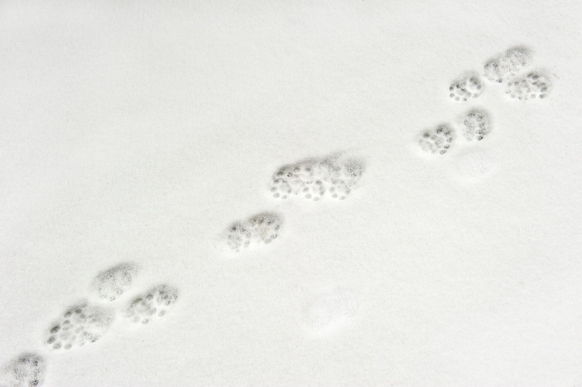 雪中的动物脚印动物脚印在雪中