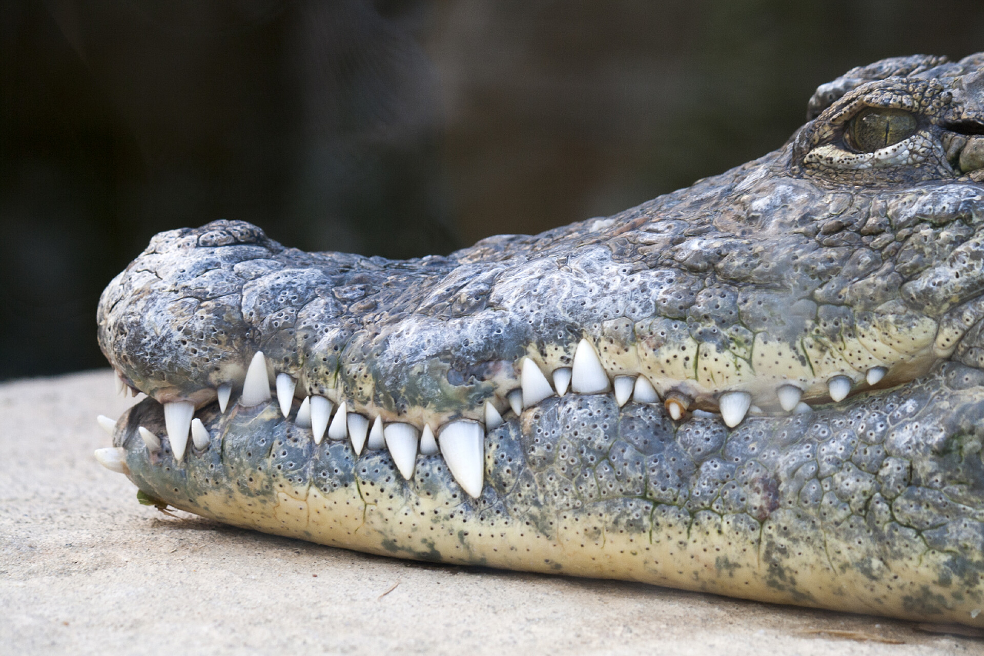 鳄鱼嘴里的白牙尼罗河鳄鱼