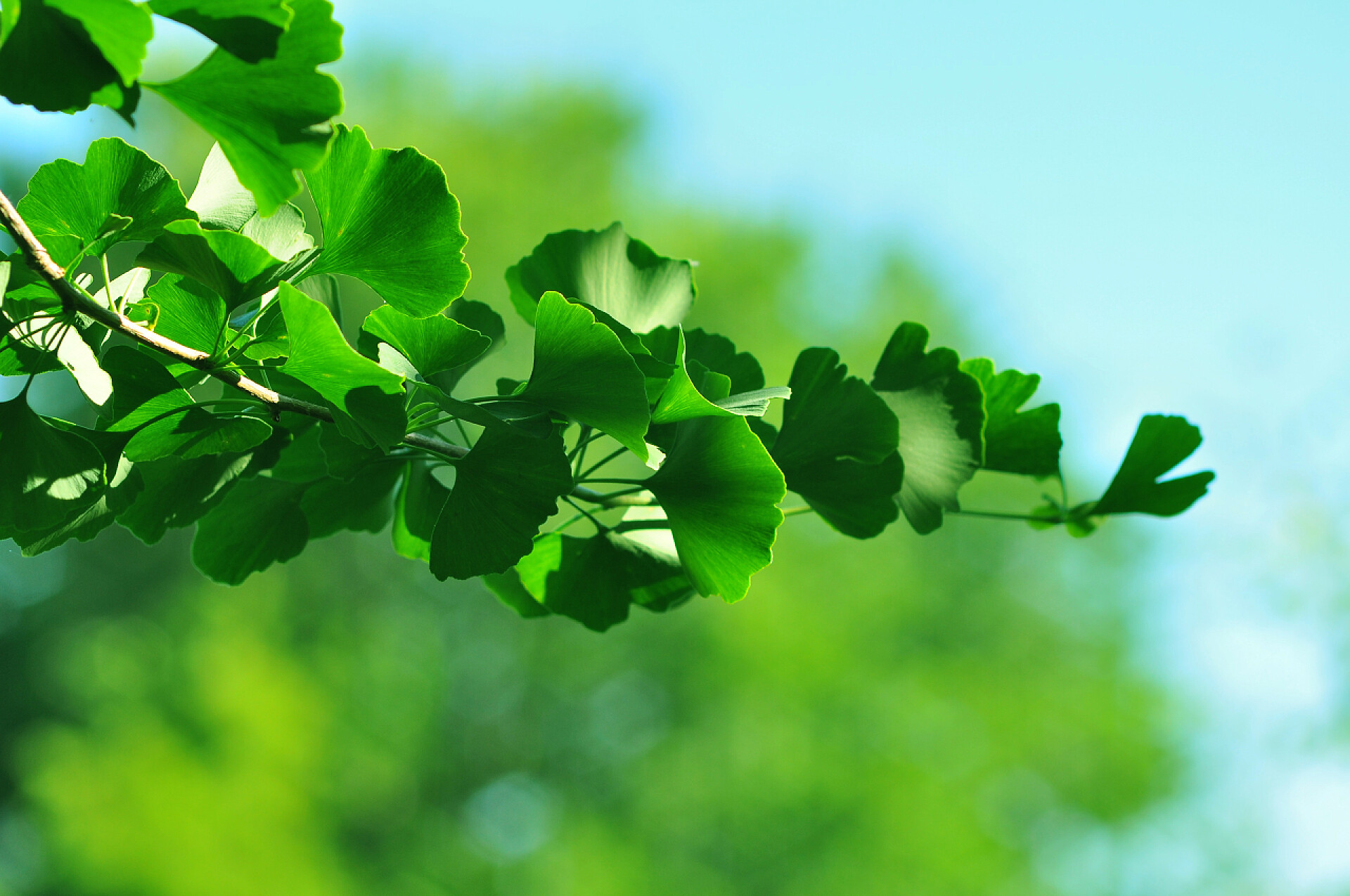 天然背景下银杏的枝条鲜嫩的银杏叶