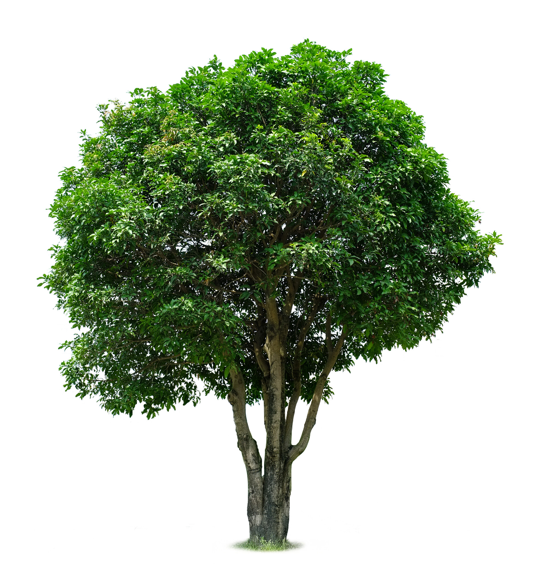 白色背景上的芒果树芒果树