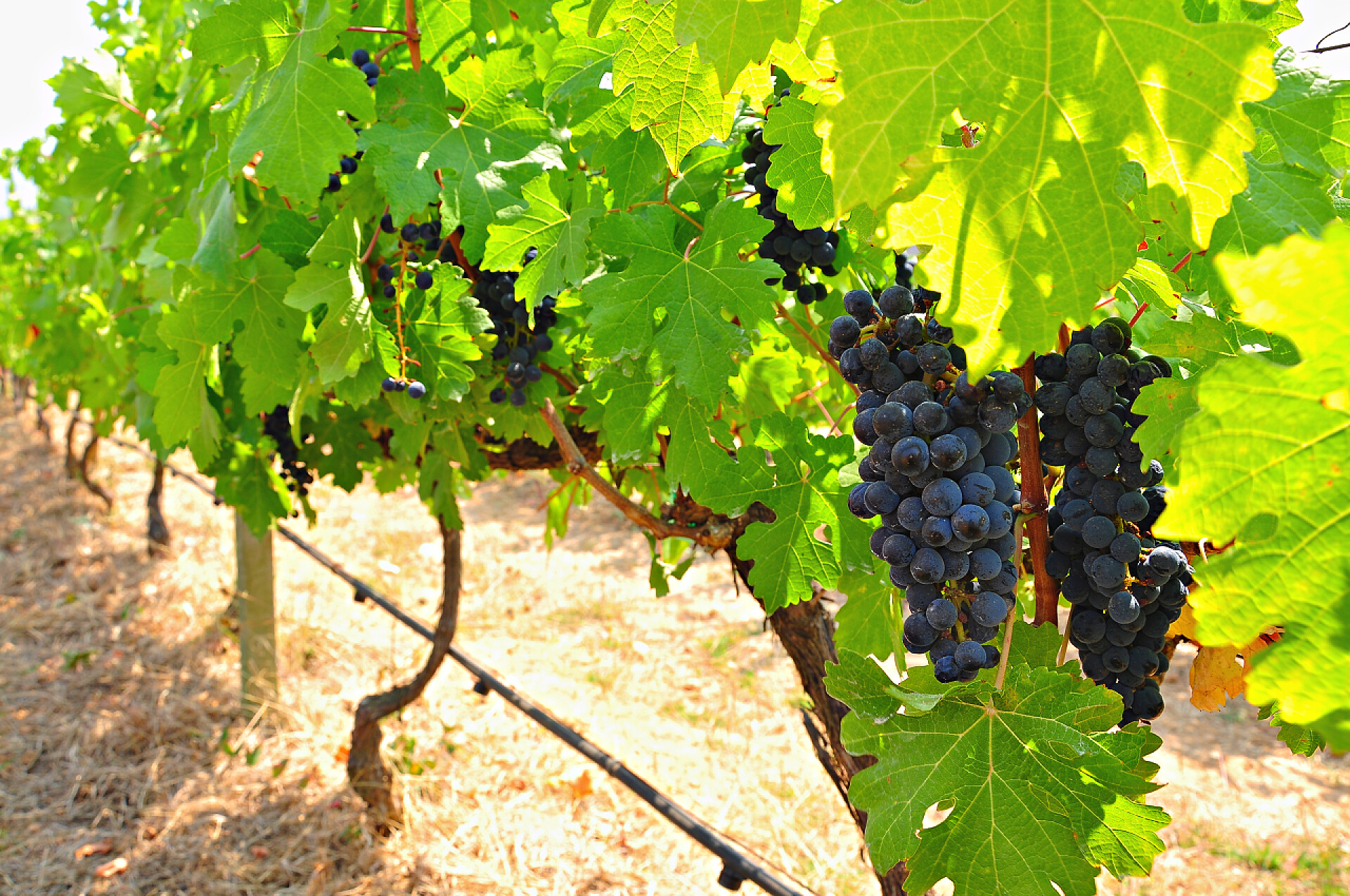 葡萄藤上成串的成熟葡萄成熟的葡萄藤