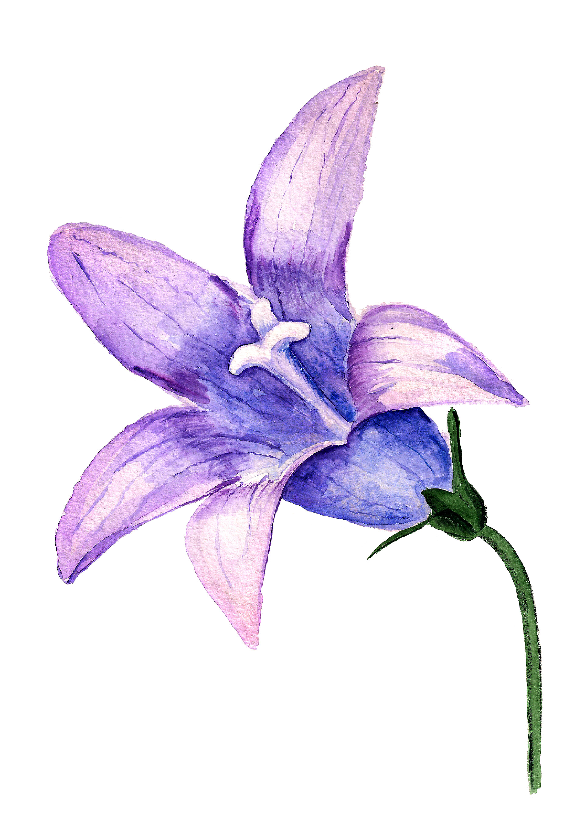 紫罗兰花的水彩画野风信子