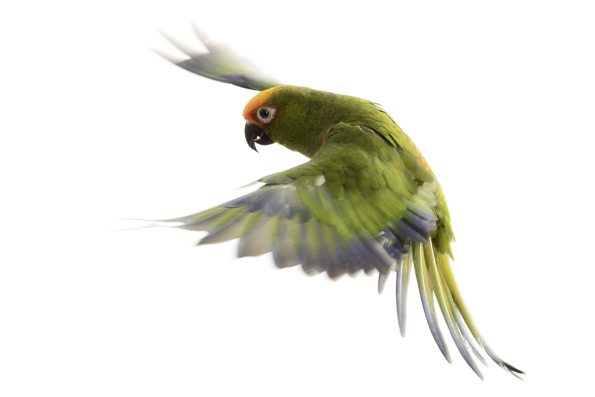 白色背景上飞翔的鸟天堂黄金上限 conure