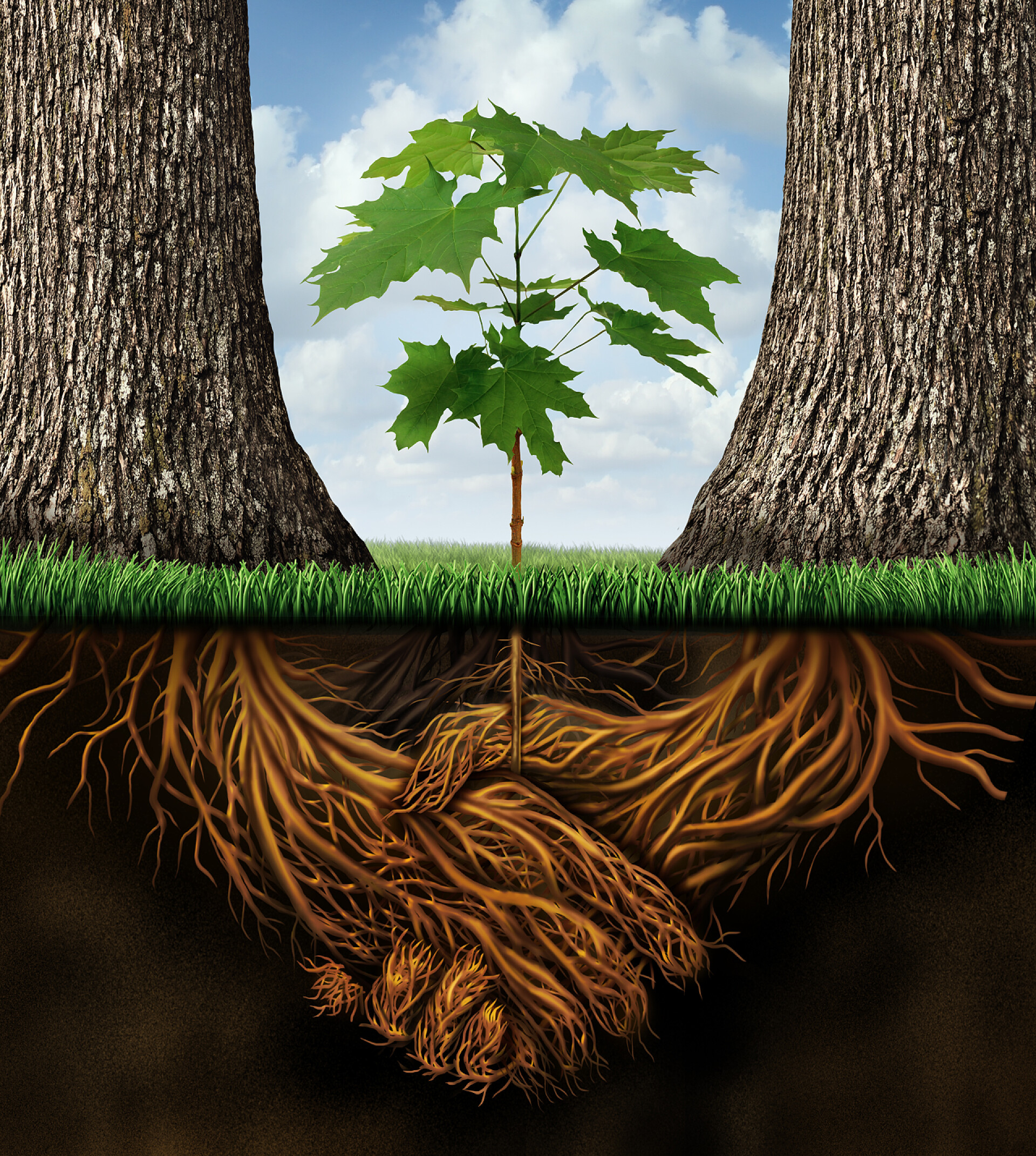 两颗大树根系握手新业务发展