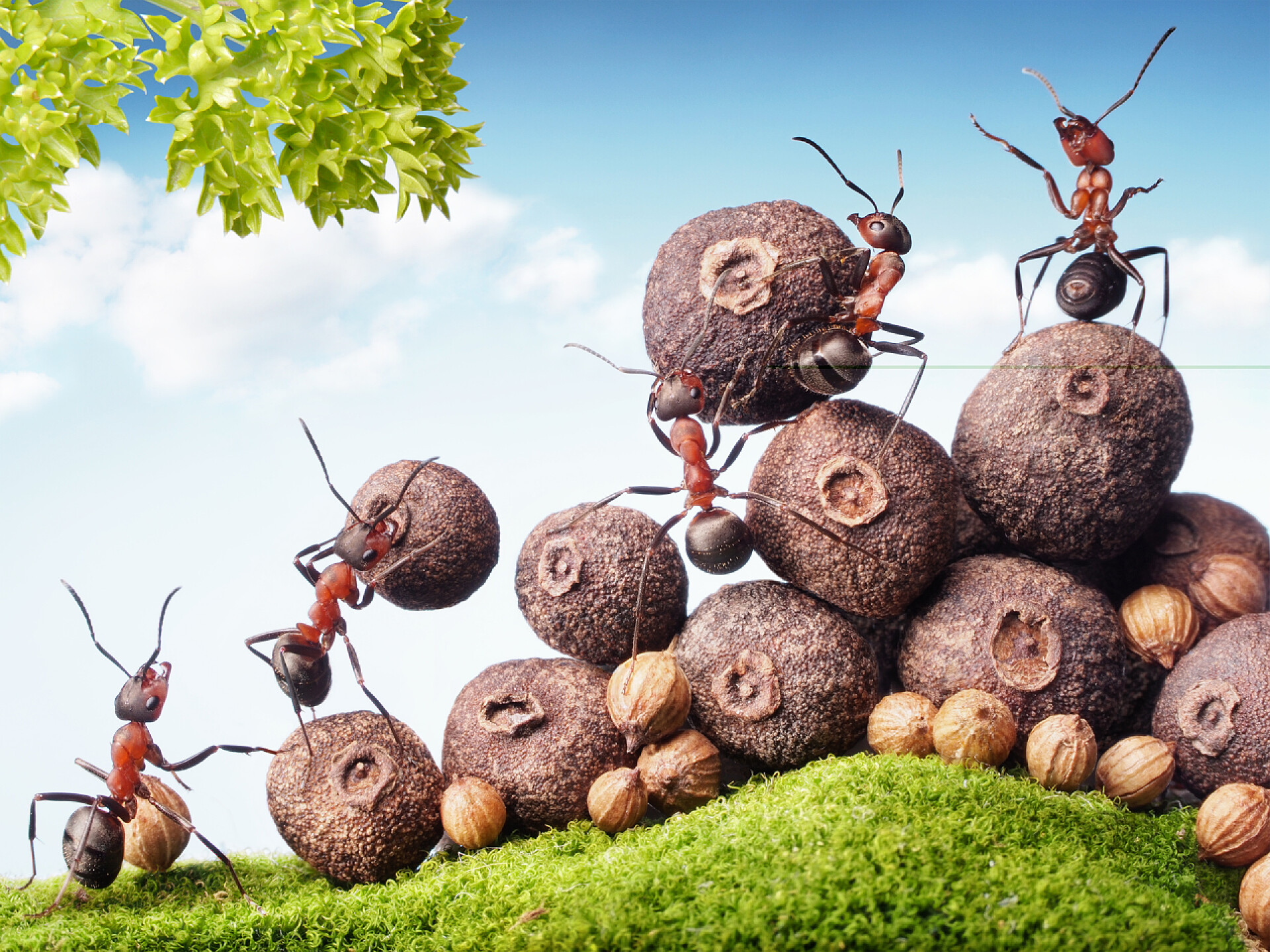 收集种子的蚂蚁蚂蚁收集种子的股票，团队合作团队