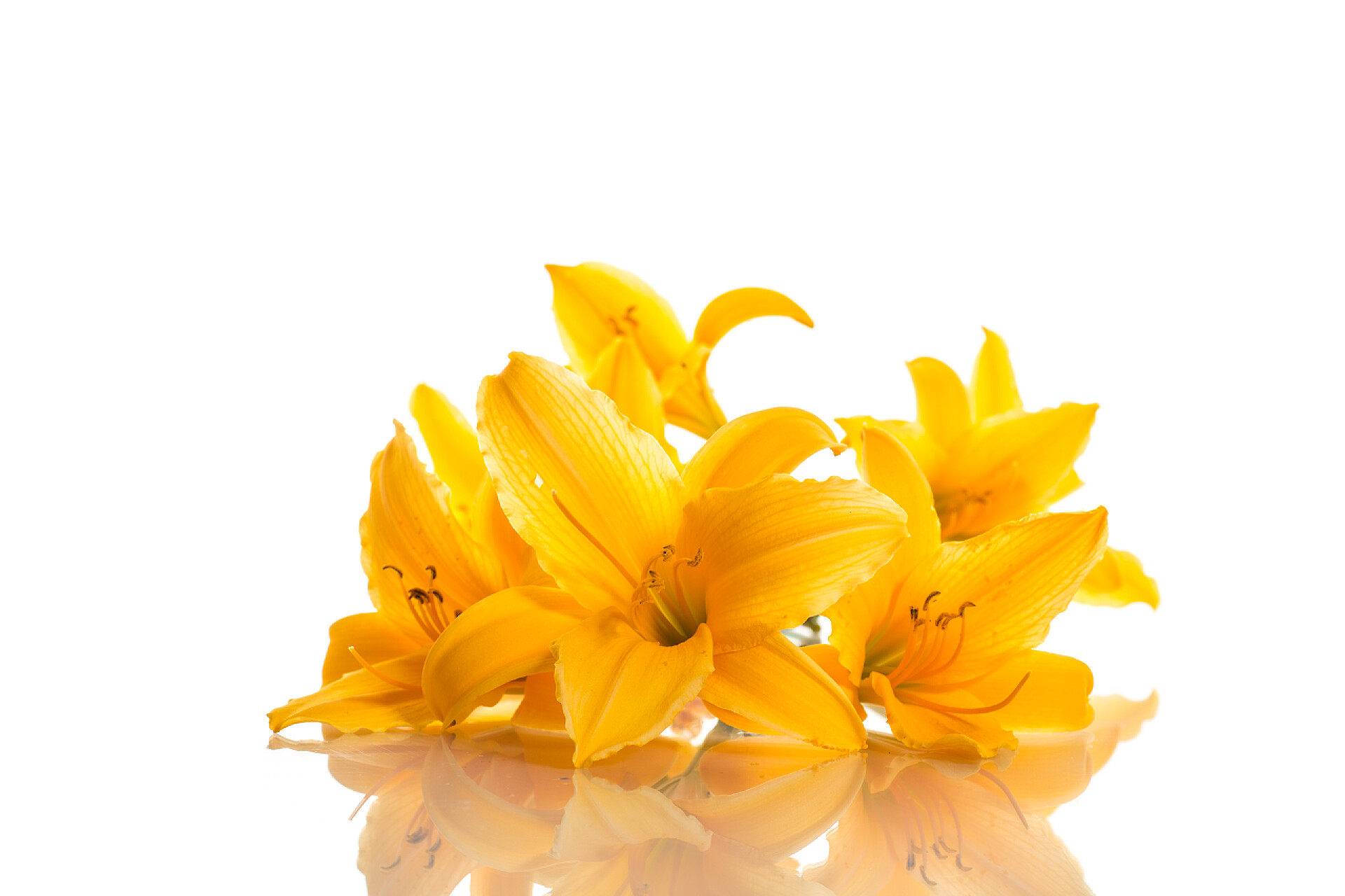 在白色背景上的美丽黄色百合花黄百合