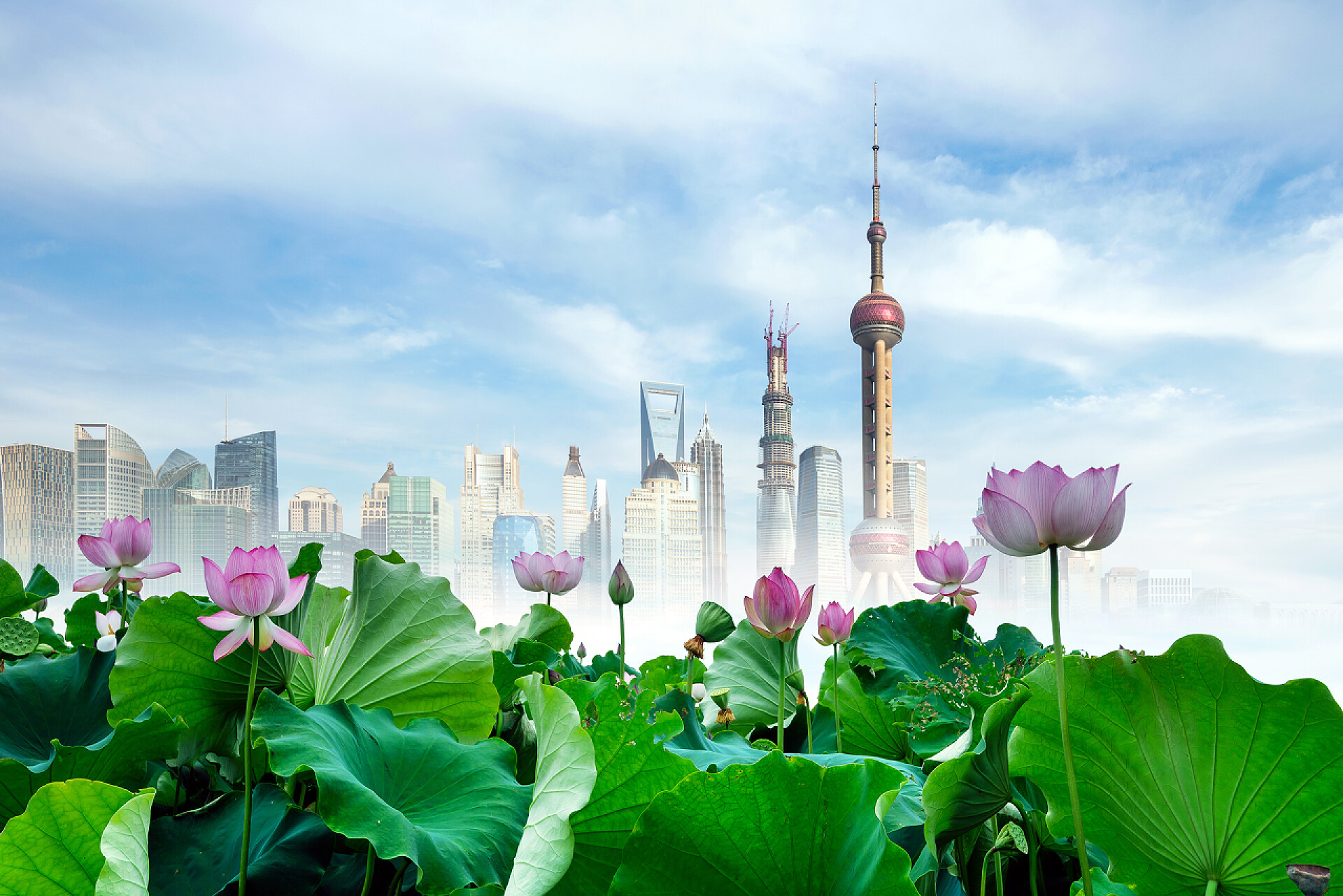 上海城市背景上盛开的莲花莲花