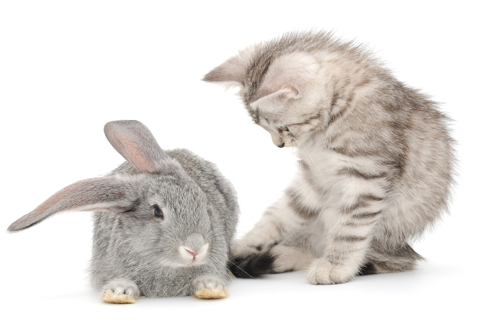 白色背景上的灰色小猫和灰色兔子小猫玩兔