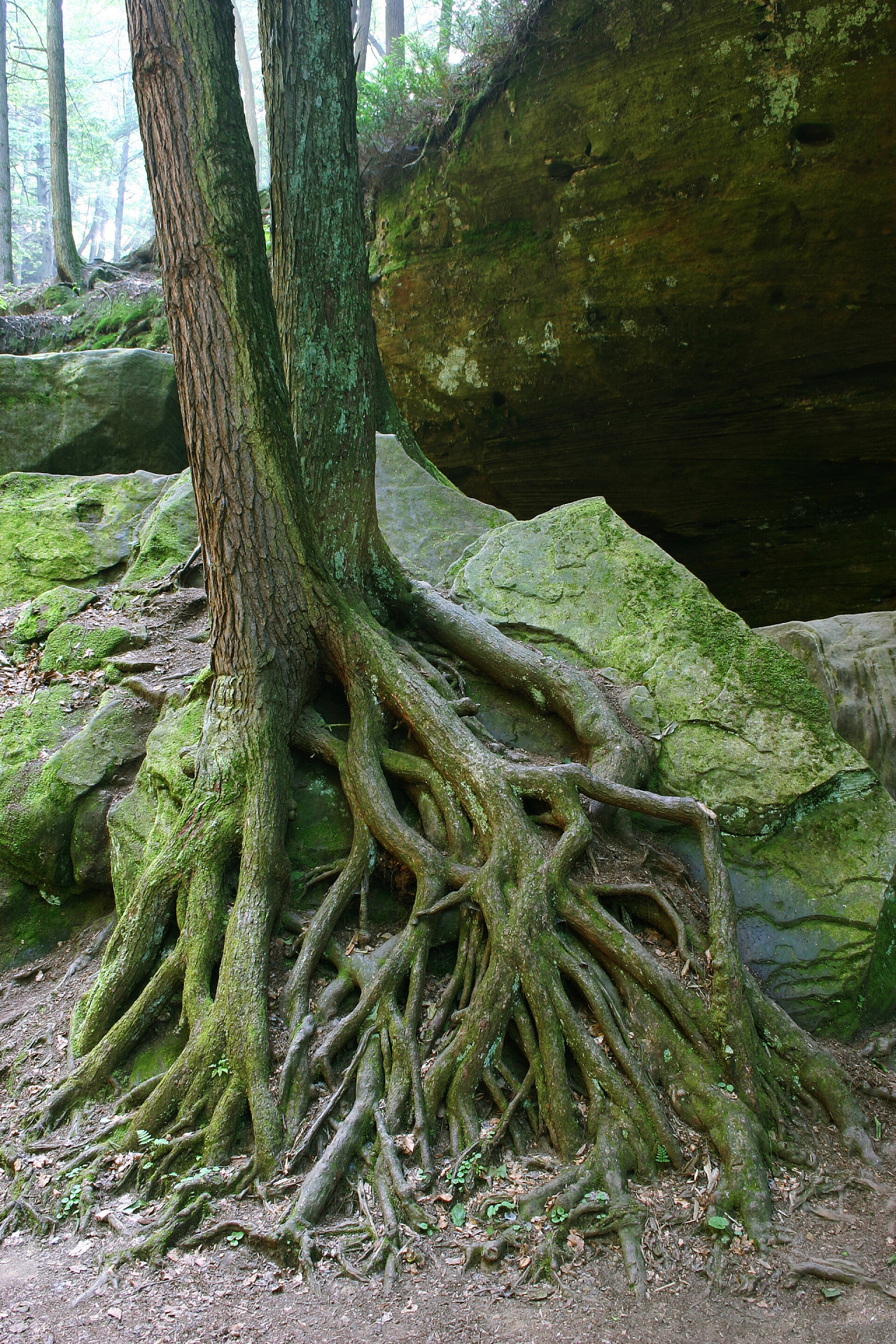 热带雨林树根长满苔藓根