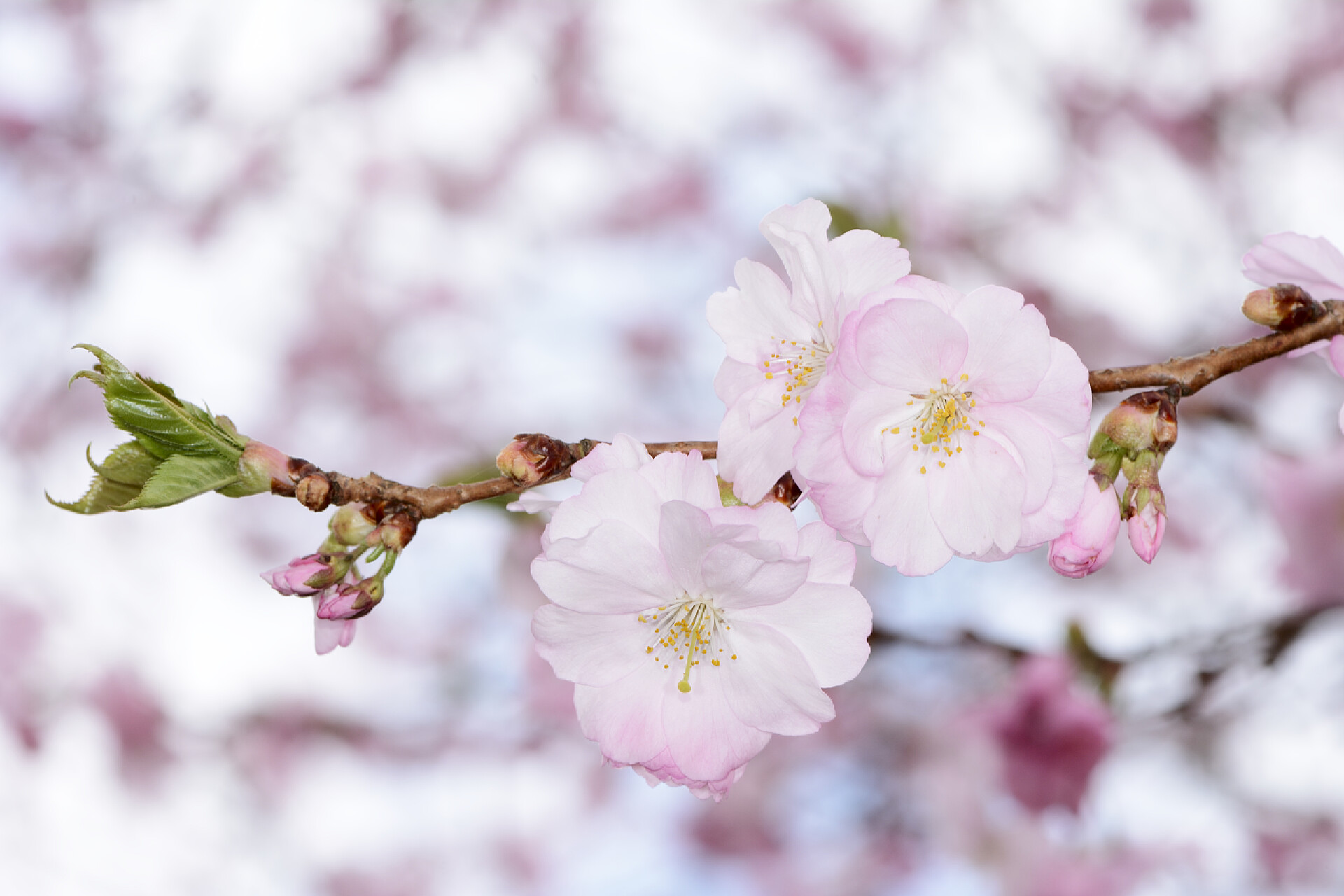 盛开的粉色樱花樱花
