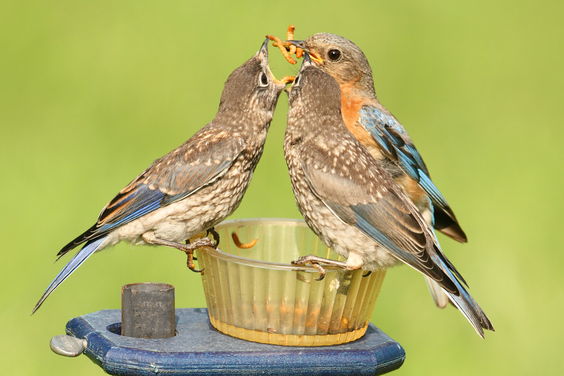 模糊背景三只可爱的小鸟站杯子抢食吃女性东方蓝鸟宝宝