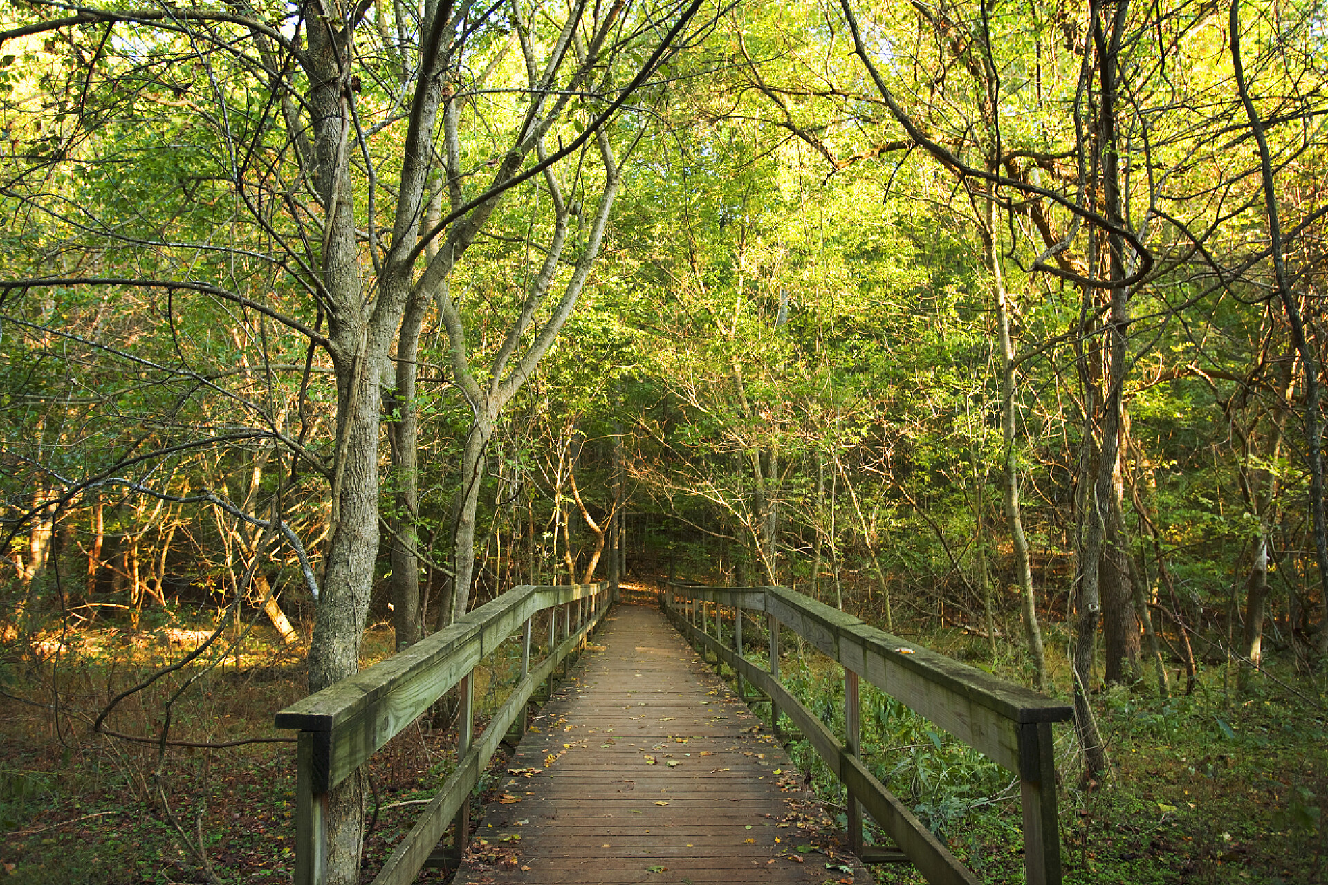 秋季森林中孤立的木桥森林中的木桥