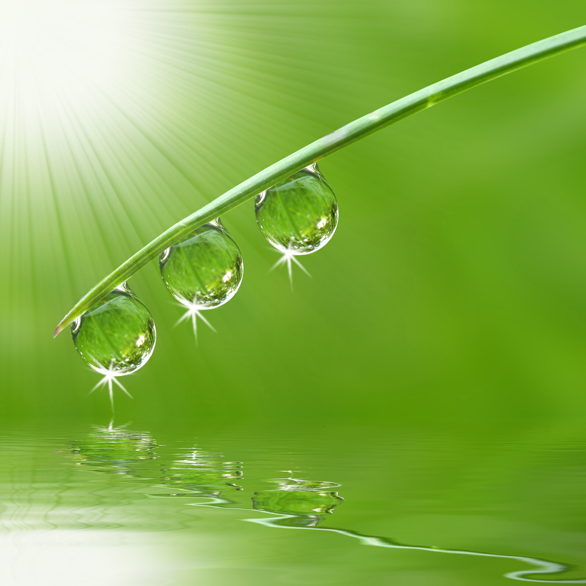 在明亮的绿色背景下绿草末端的三颗晶莹水滴有露珠的青草