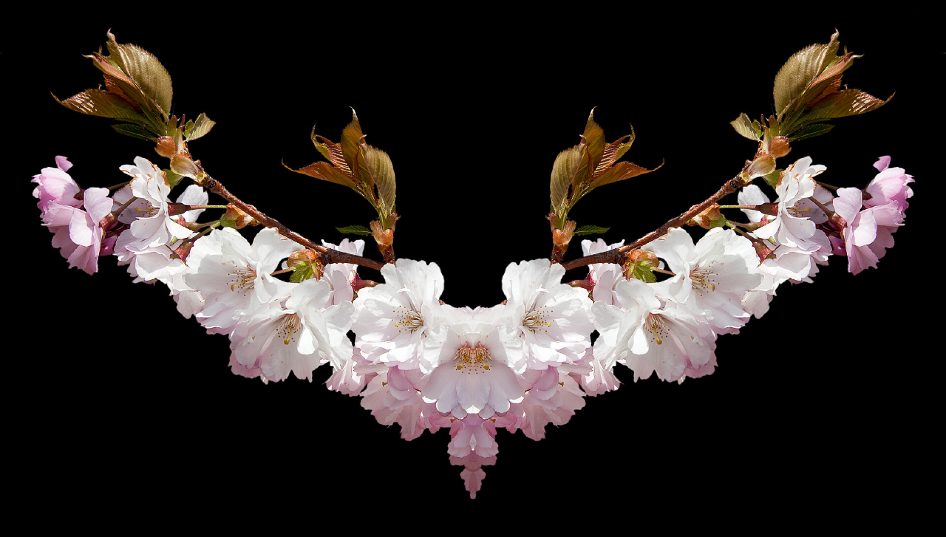 一个黑色的背景上孤立樱花树的枝头上樱花。拼贴画