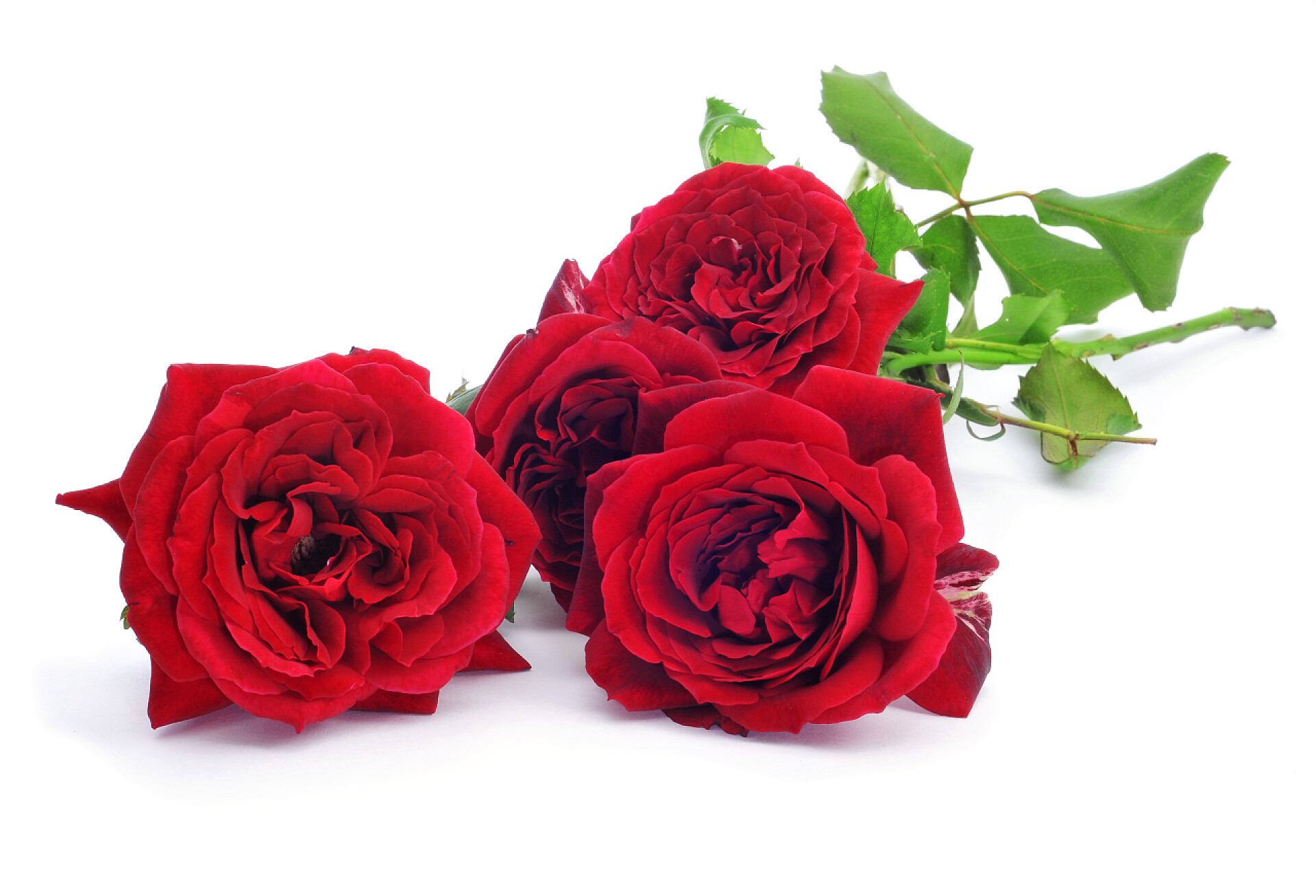 在白色的背景上孤立的美丽的红玫瑰红玫瑰