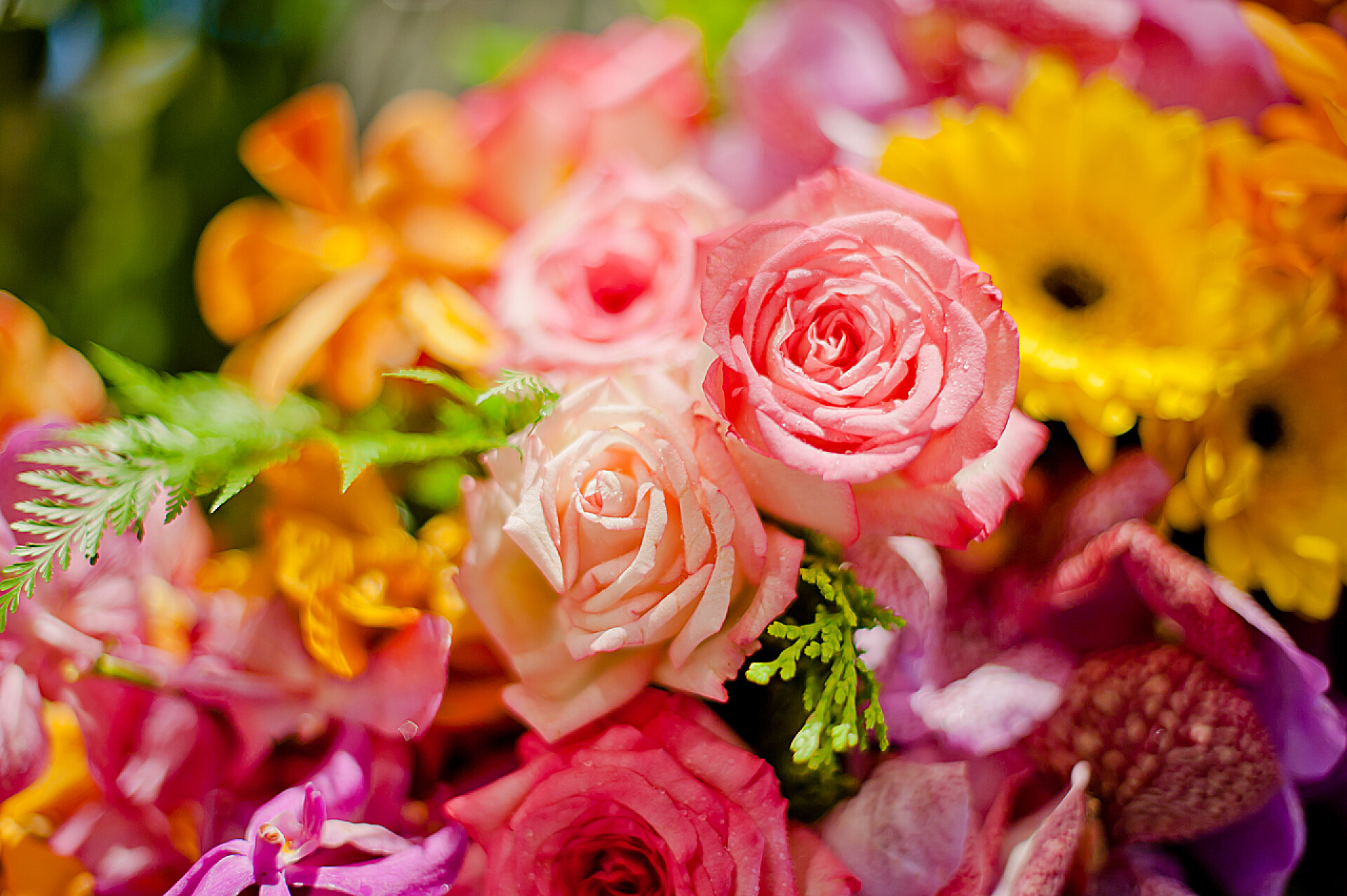 在模糊背景上美丽的玫瑰花束美丽的玫瑰，作为背景