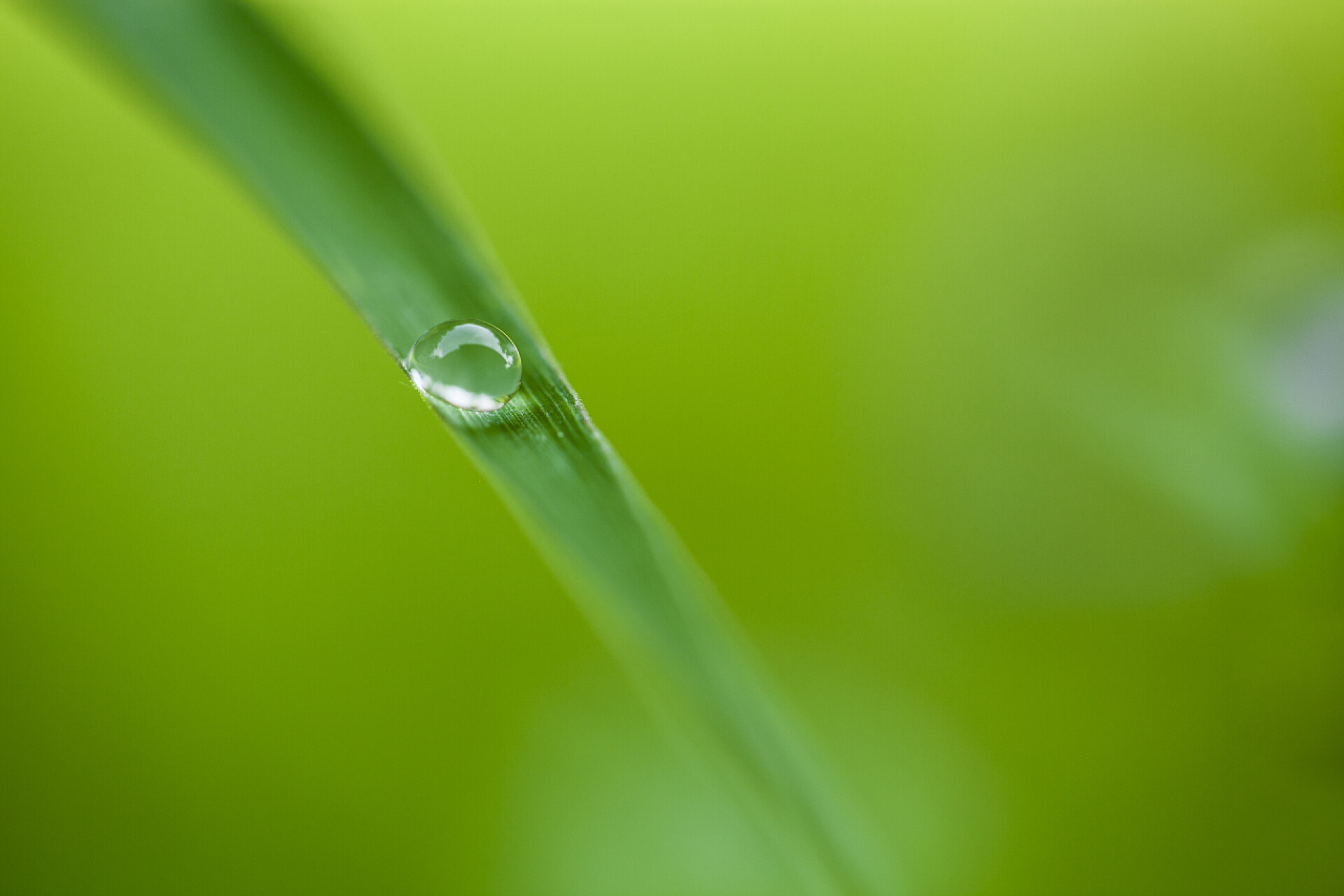 在模糊背景上青草上落着晶莹水珠清晨的露珠，在春天草地上
