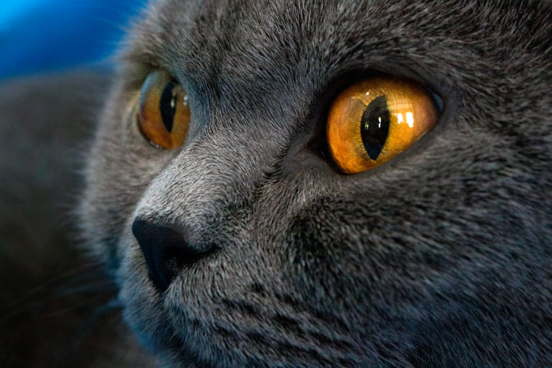 一个可爱猫咪脸部近距离特写海燕猫