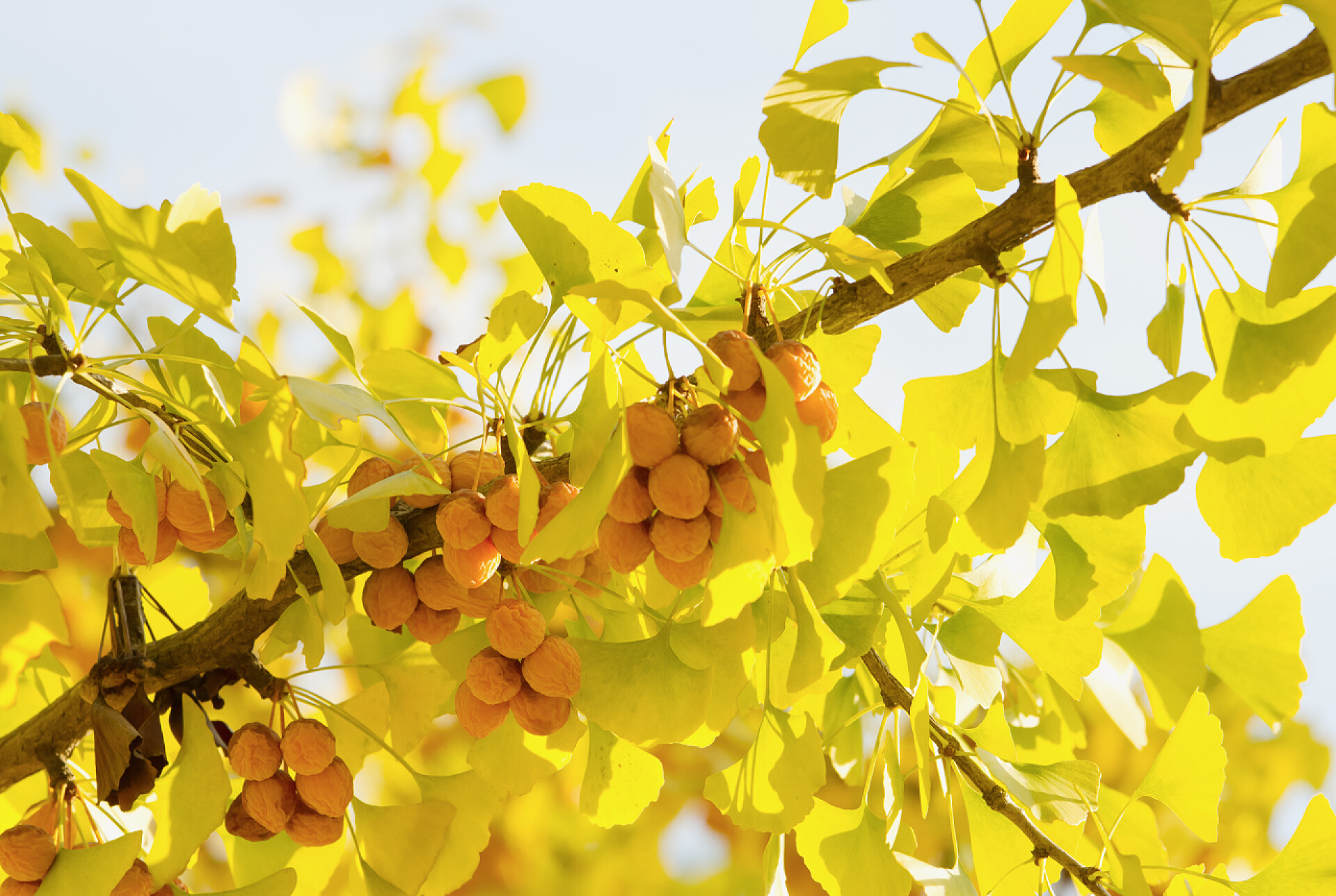 秋天唯美的银杏树树枝秋天银杏树