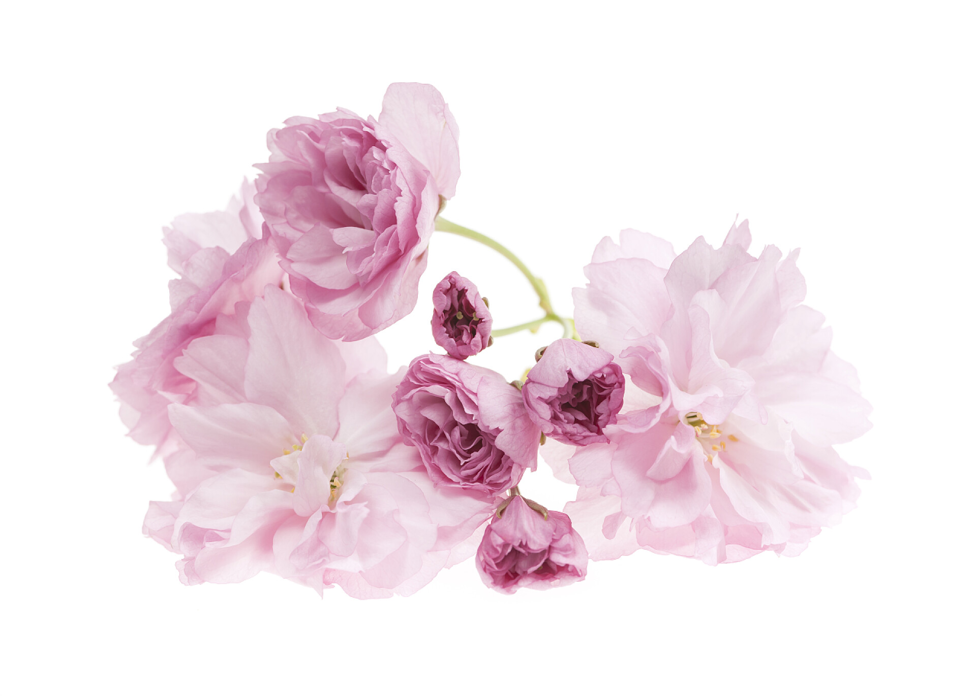 白色背景上的樱花樱花孤立